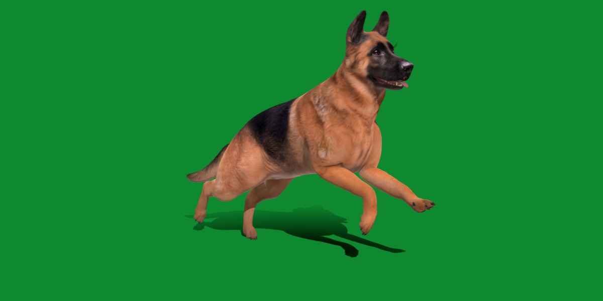 King Shepherd Dog Low-poly 3D model_19