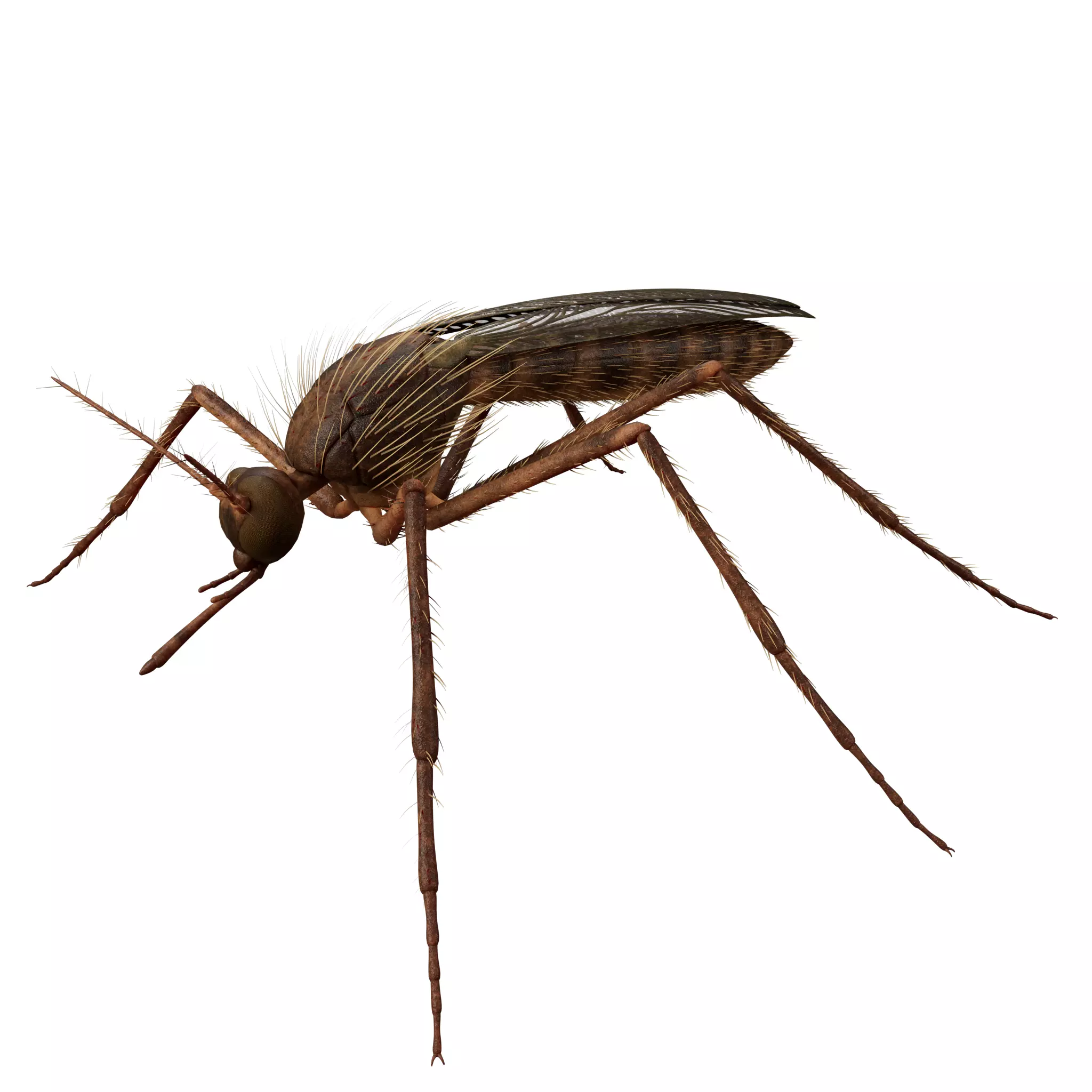 Mosquito 3D model