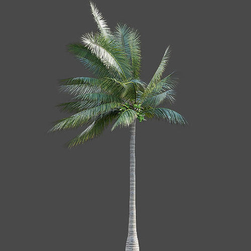  Coconut 3D model  3D model