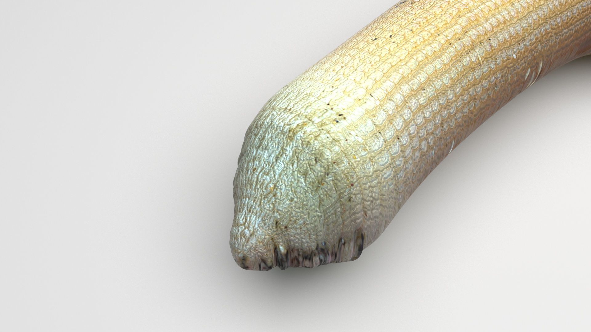 Peanut Worm 3D model_5