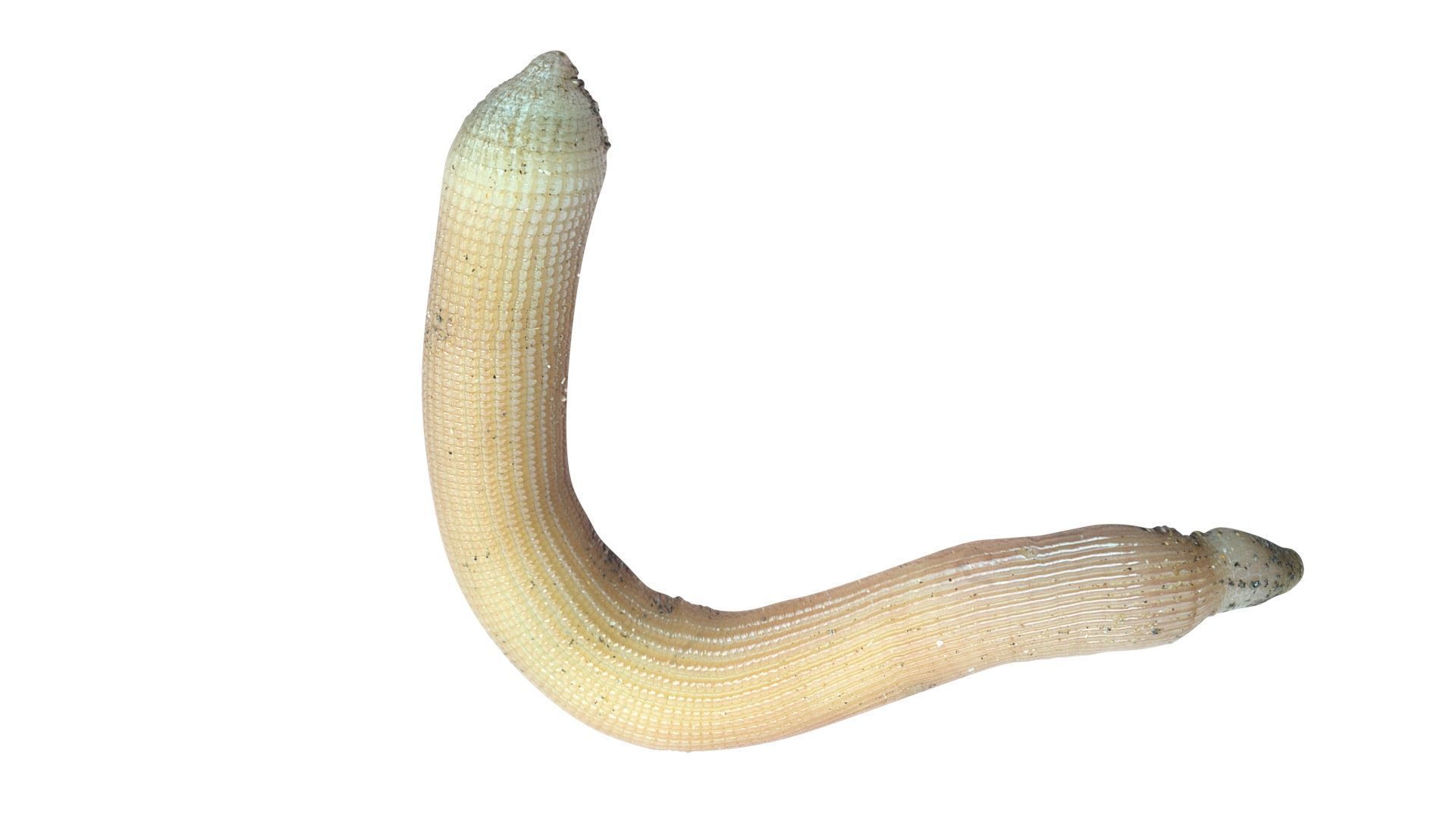 Peanut Worm 3D model_13