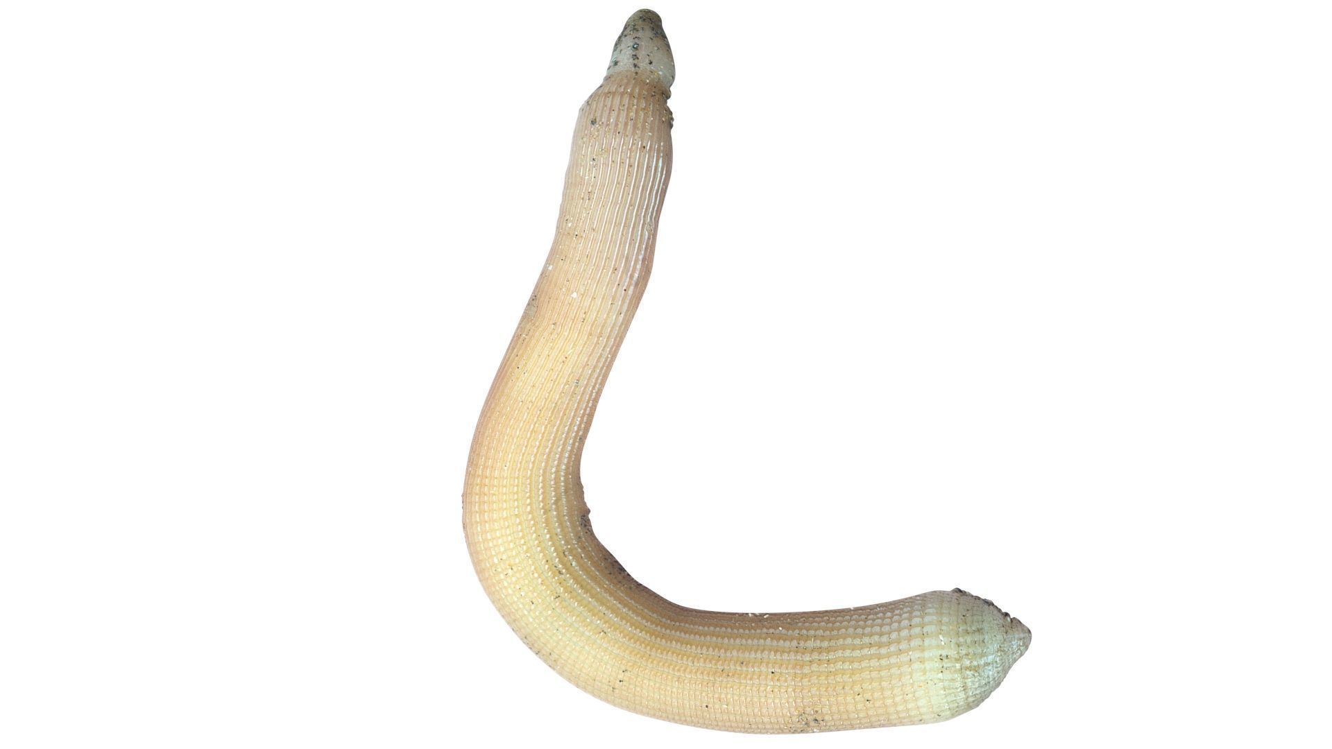 Peanut Worm 3D model_12