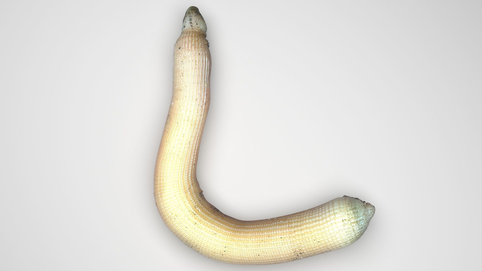 Peanut Worm 3D model_3