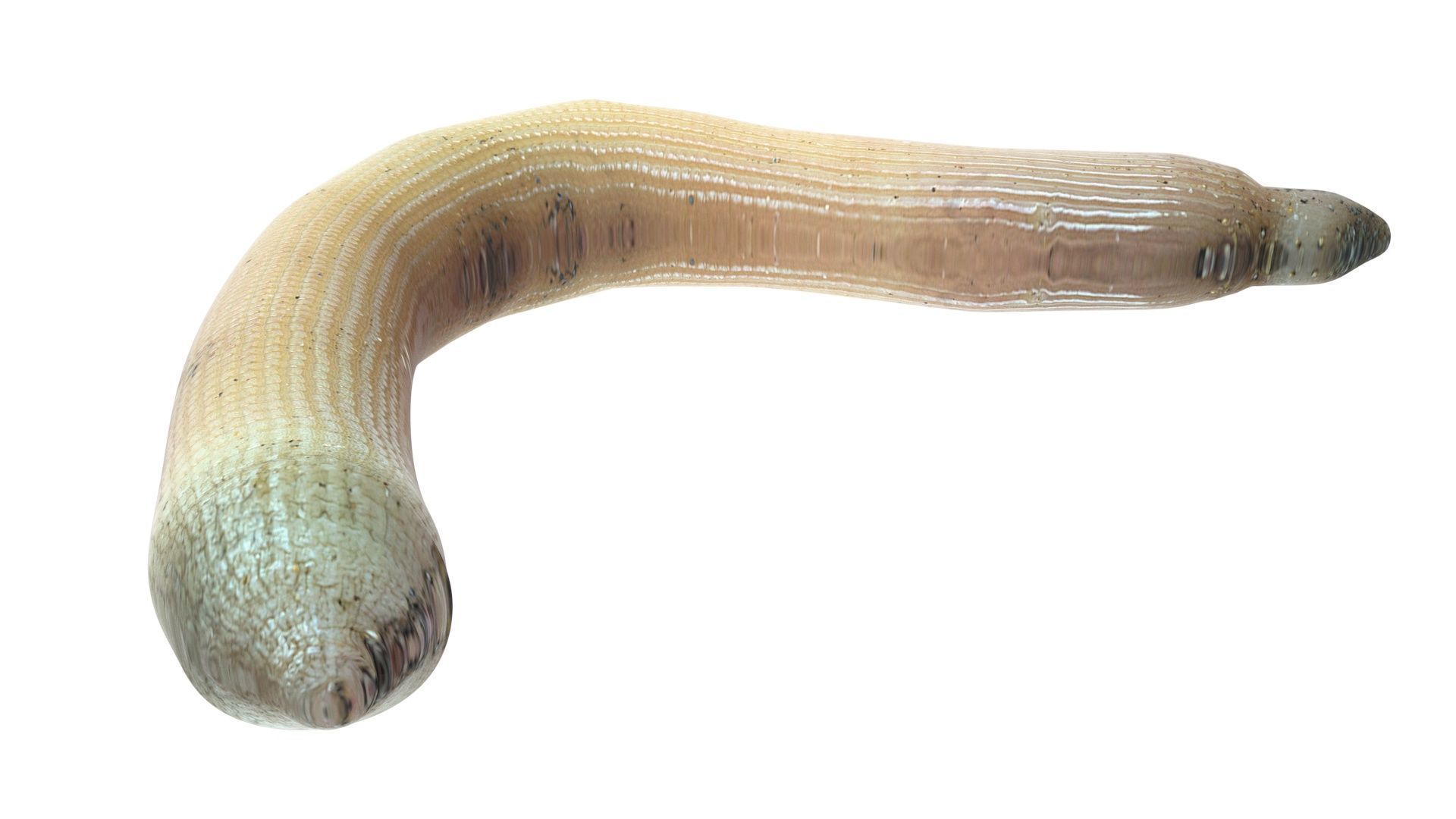 Peanut Worm 3D model_9