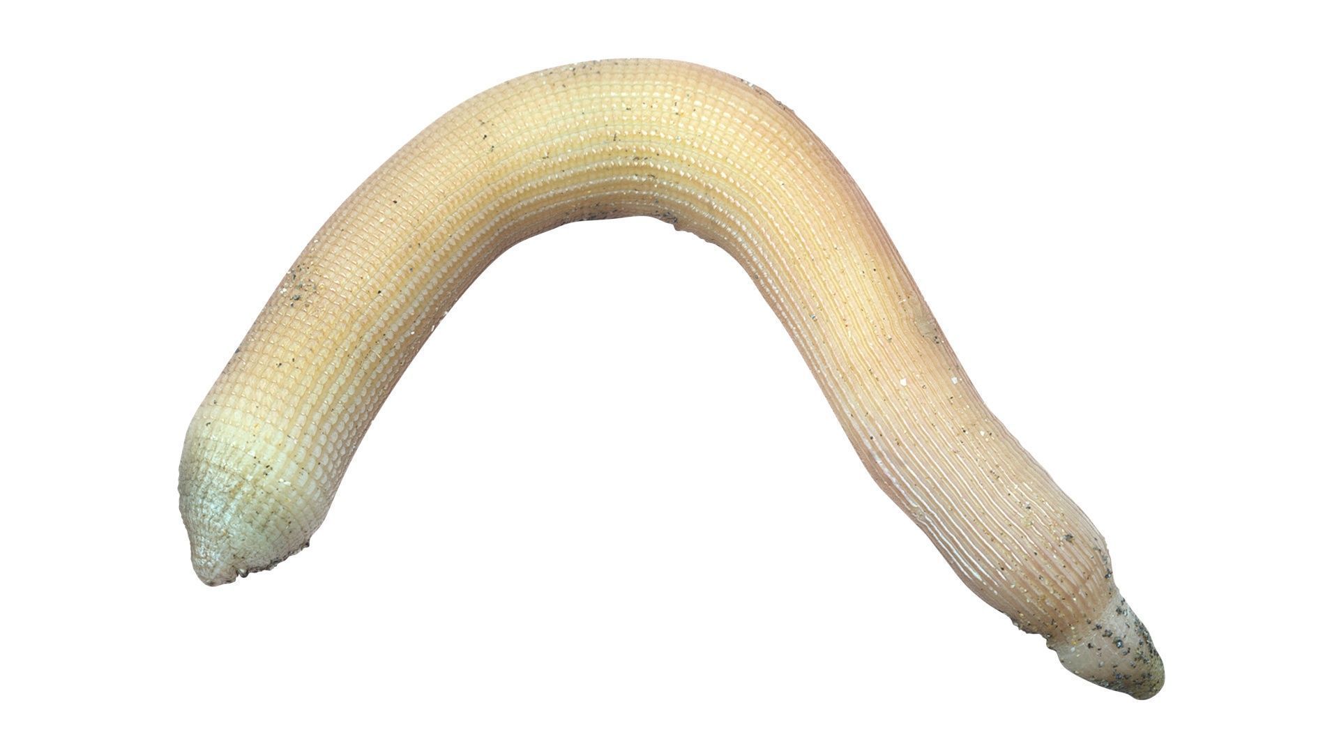 Peanut Worm 3D model_14