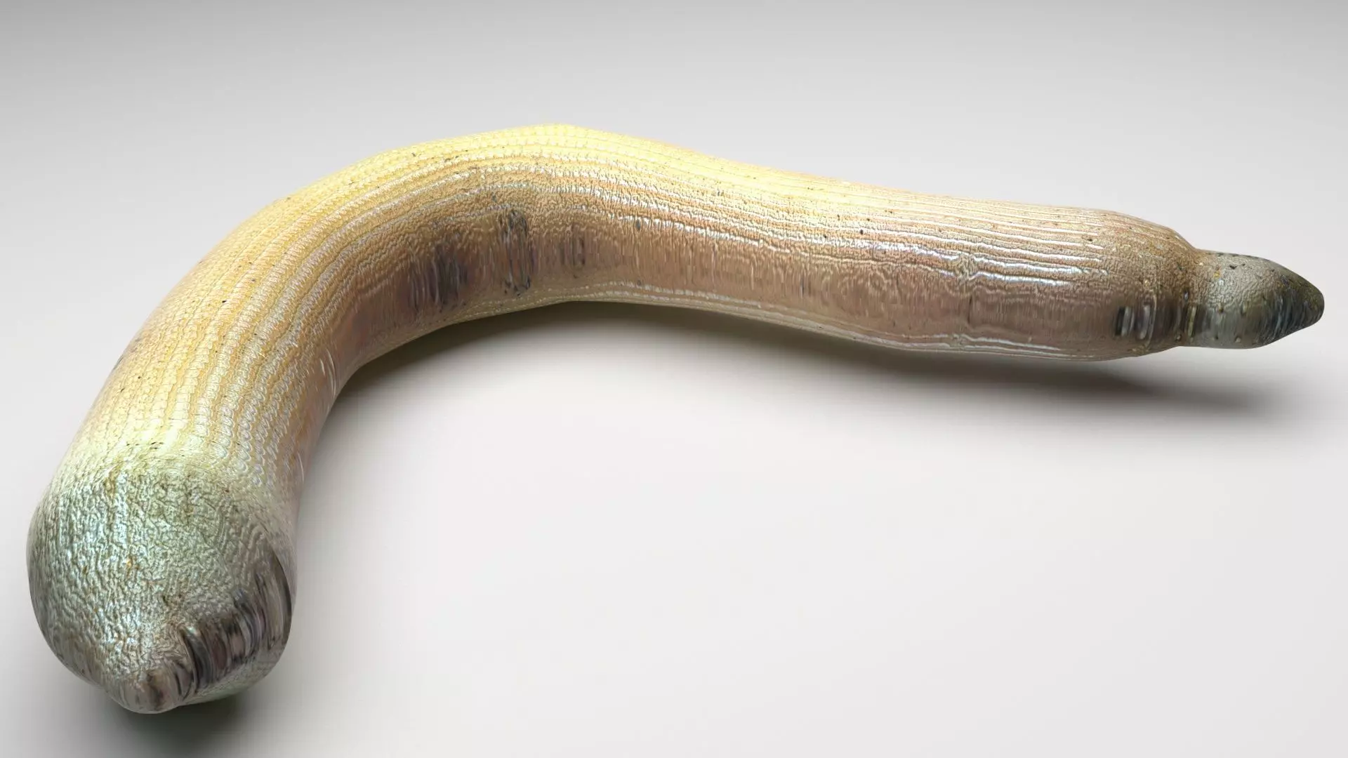 Peanut Worm 3D model_0