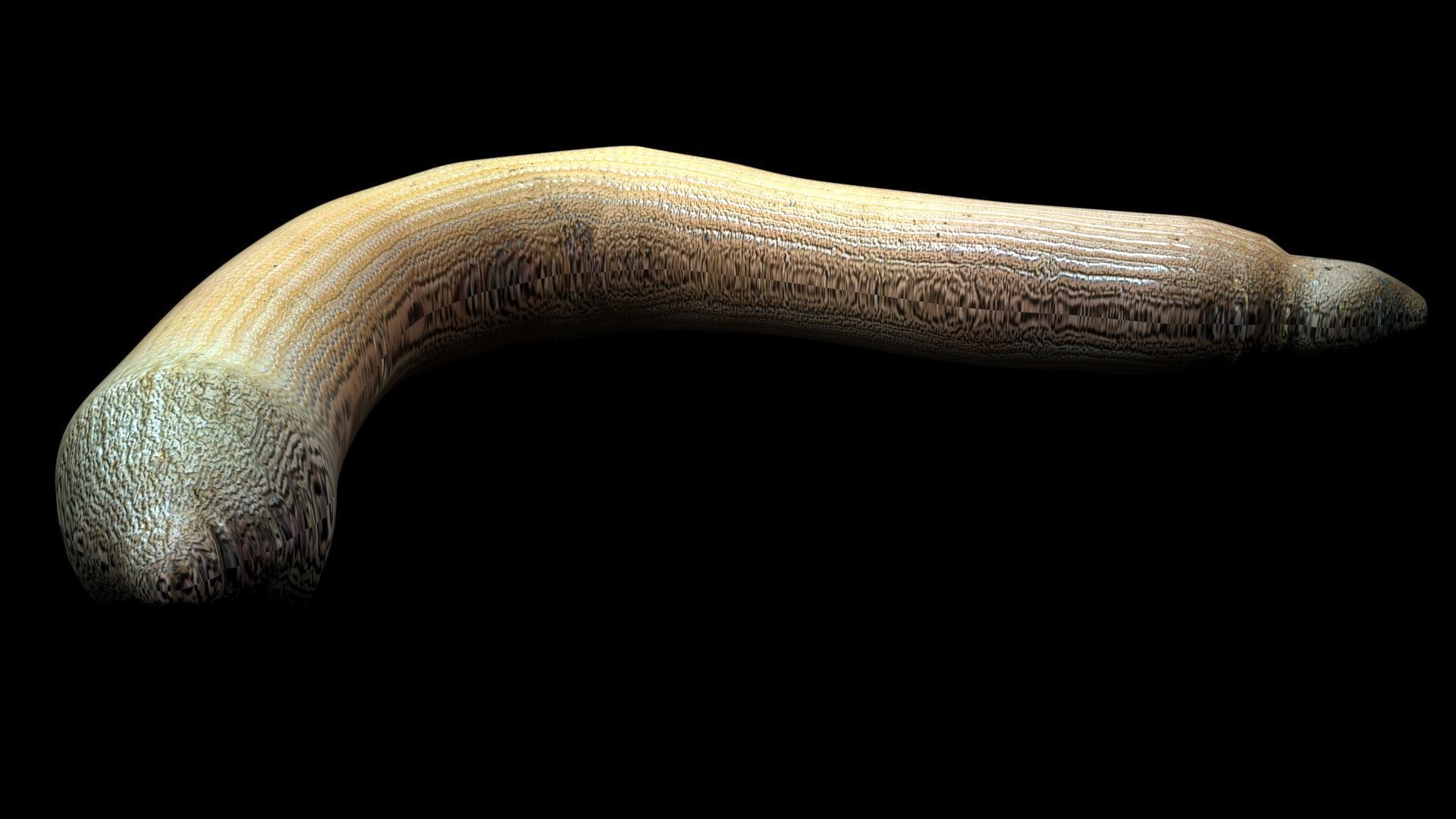 Peanut Worm 3D model_8