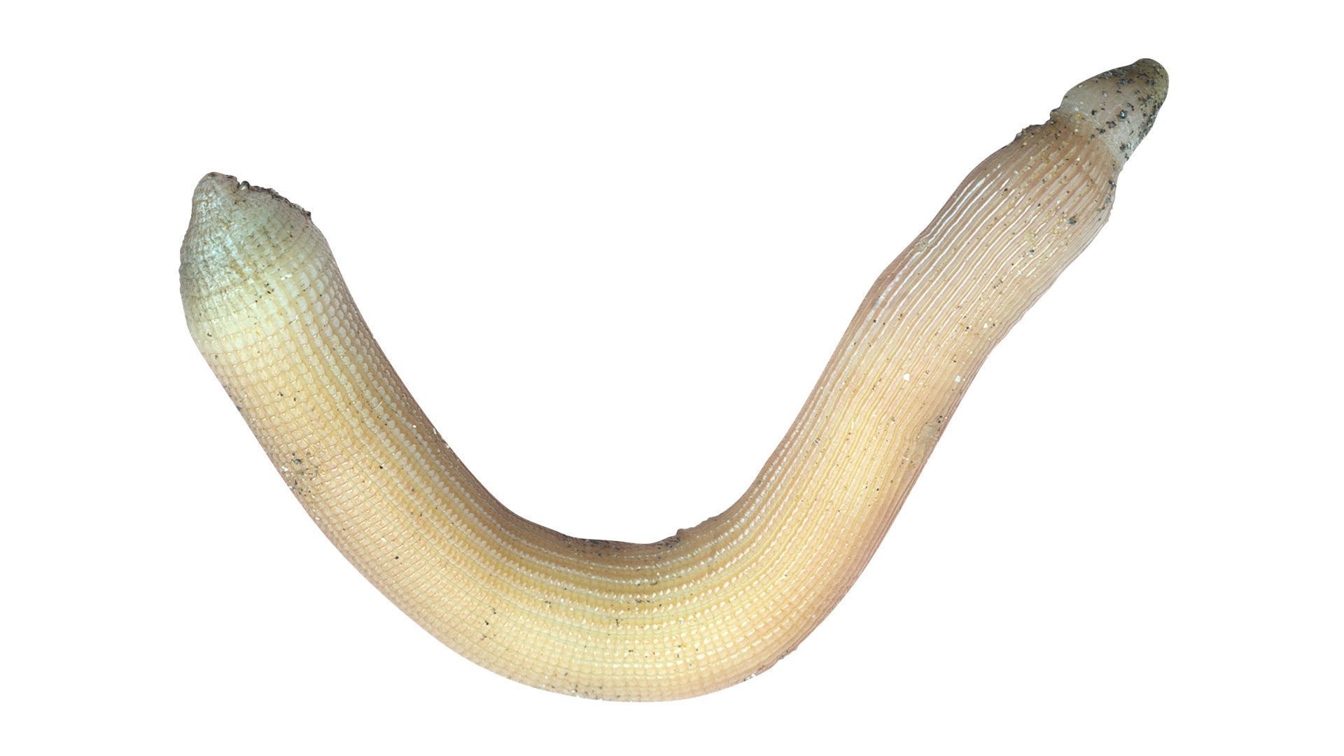 Peanut Worm 3D model_17