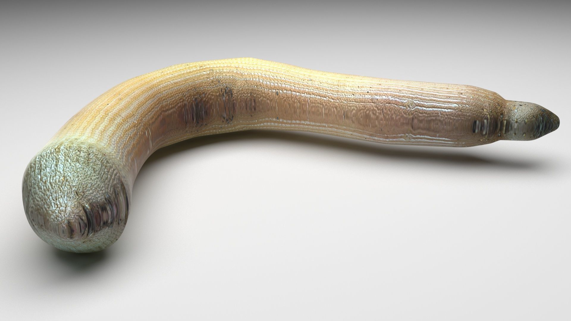Peanut Worm 3D model_6