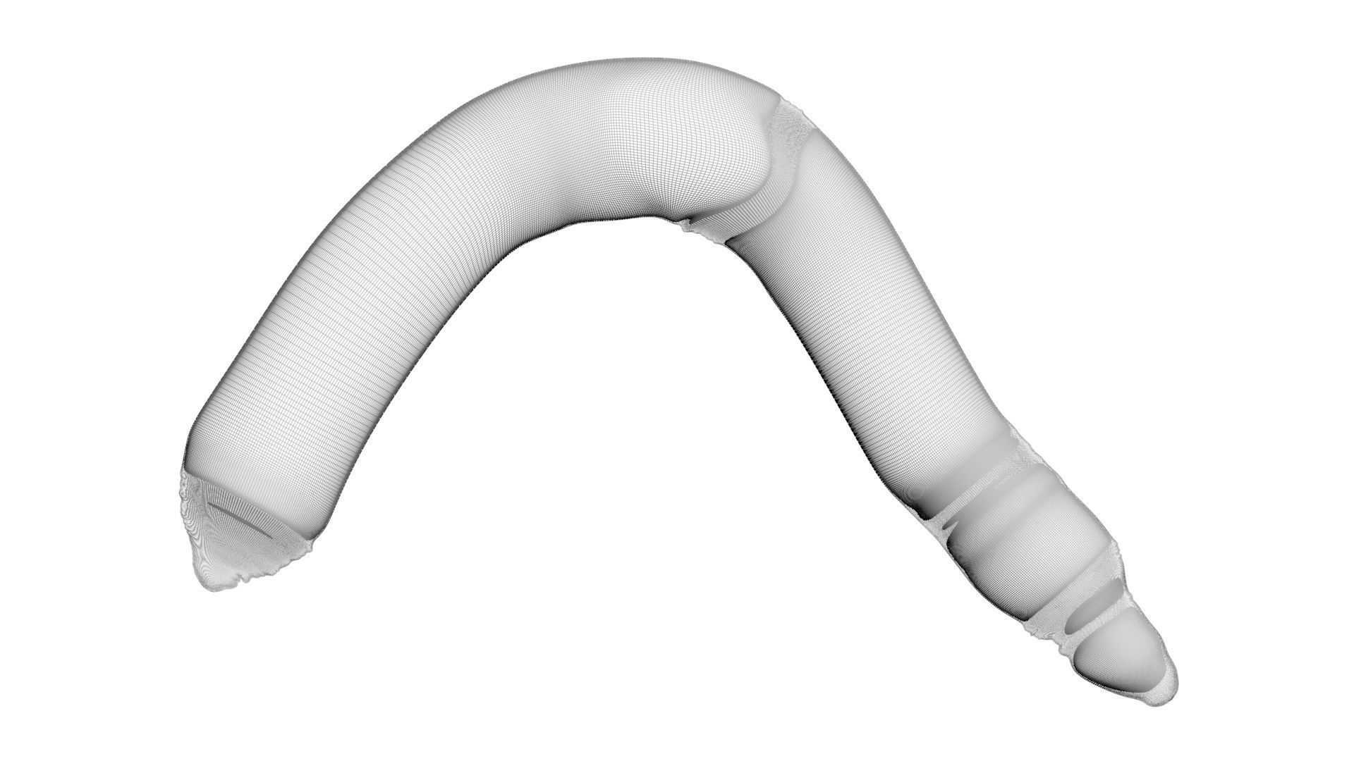 Peanut Worm 3D model_25