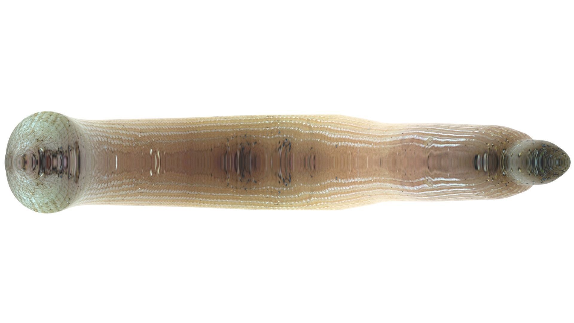 Peanut Worm 3D model_15