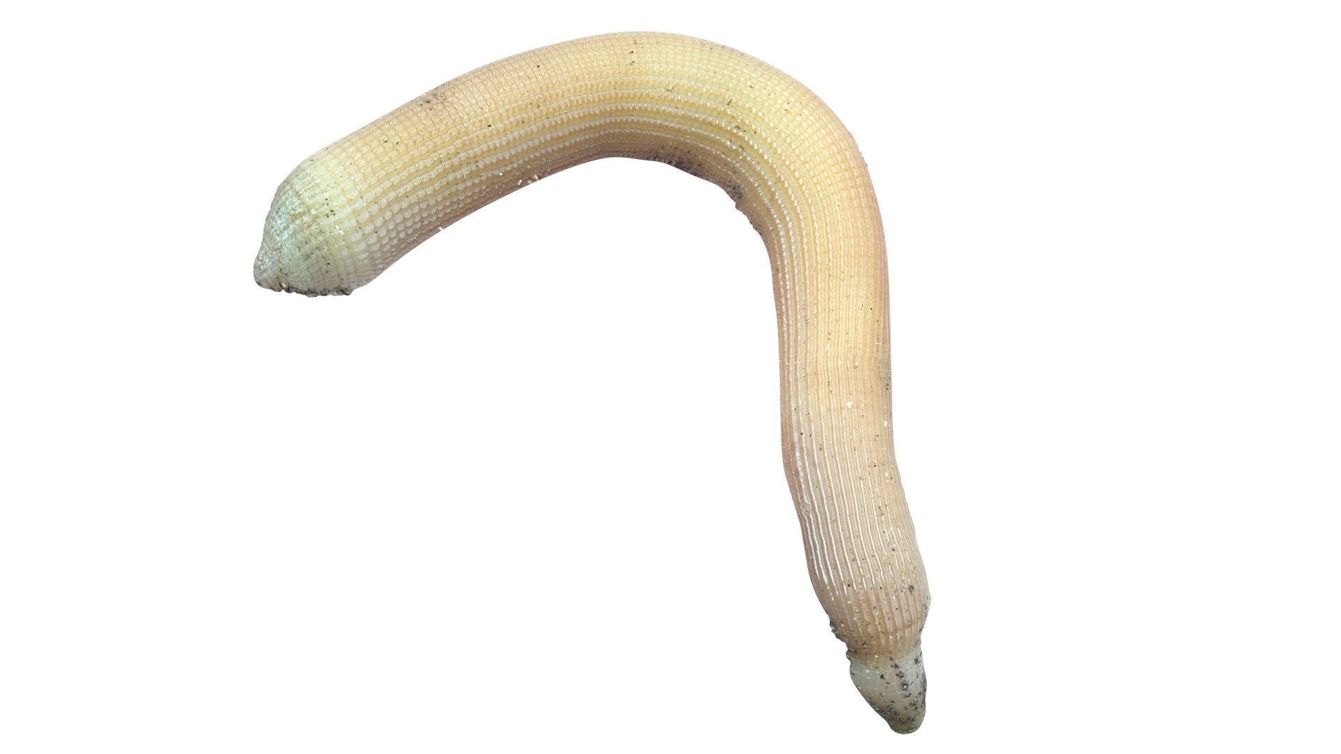 Peanut Worm 3D model_10