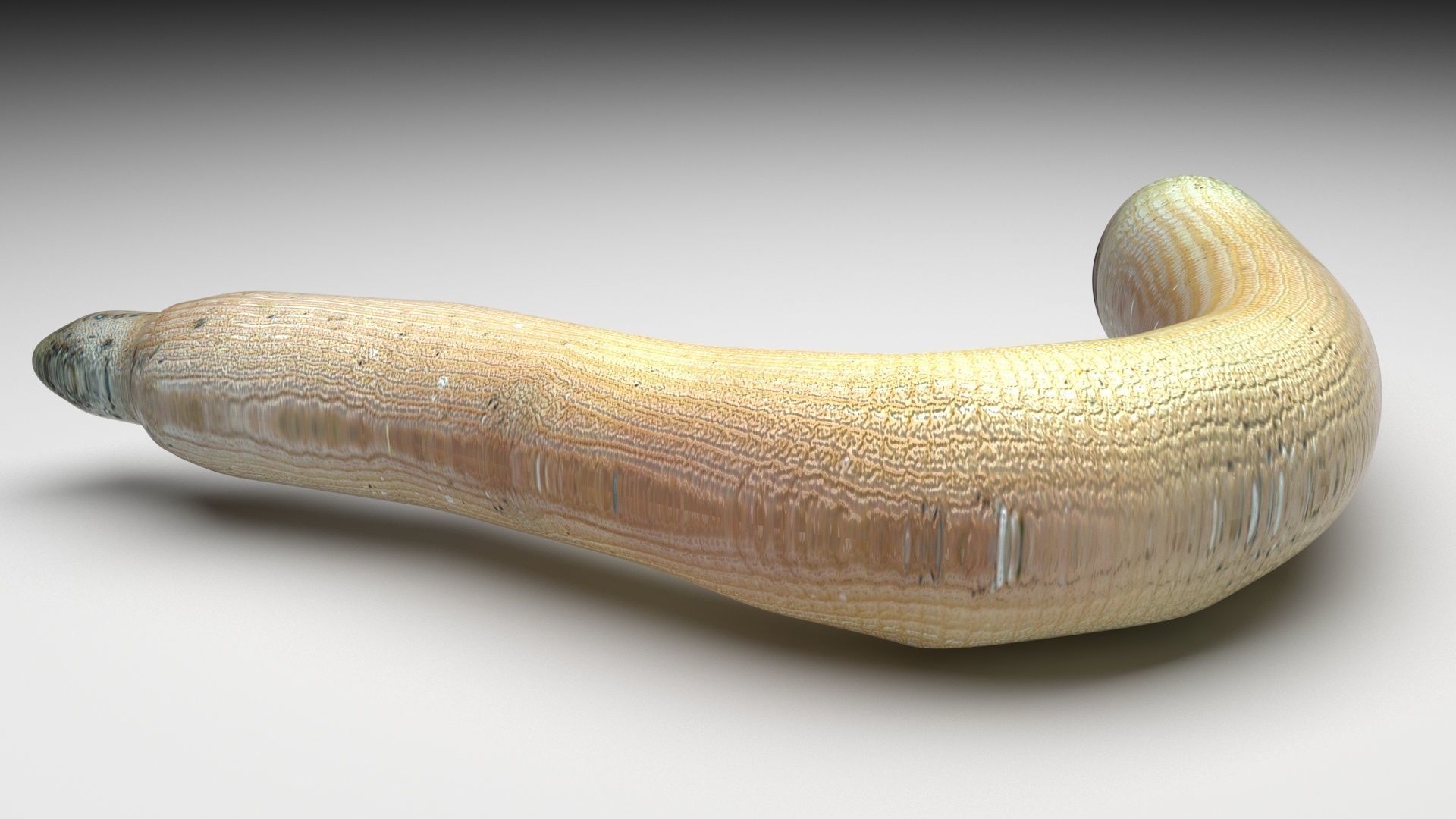 Peanut Worm 3D model_2