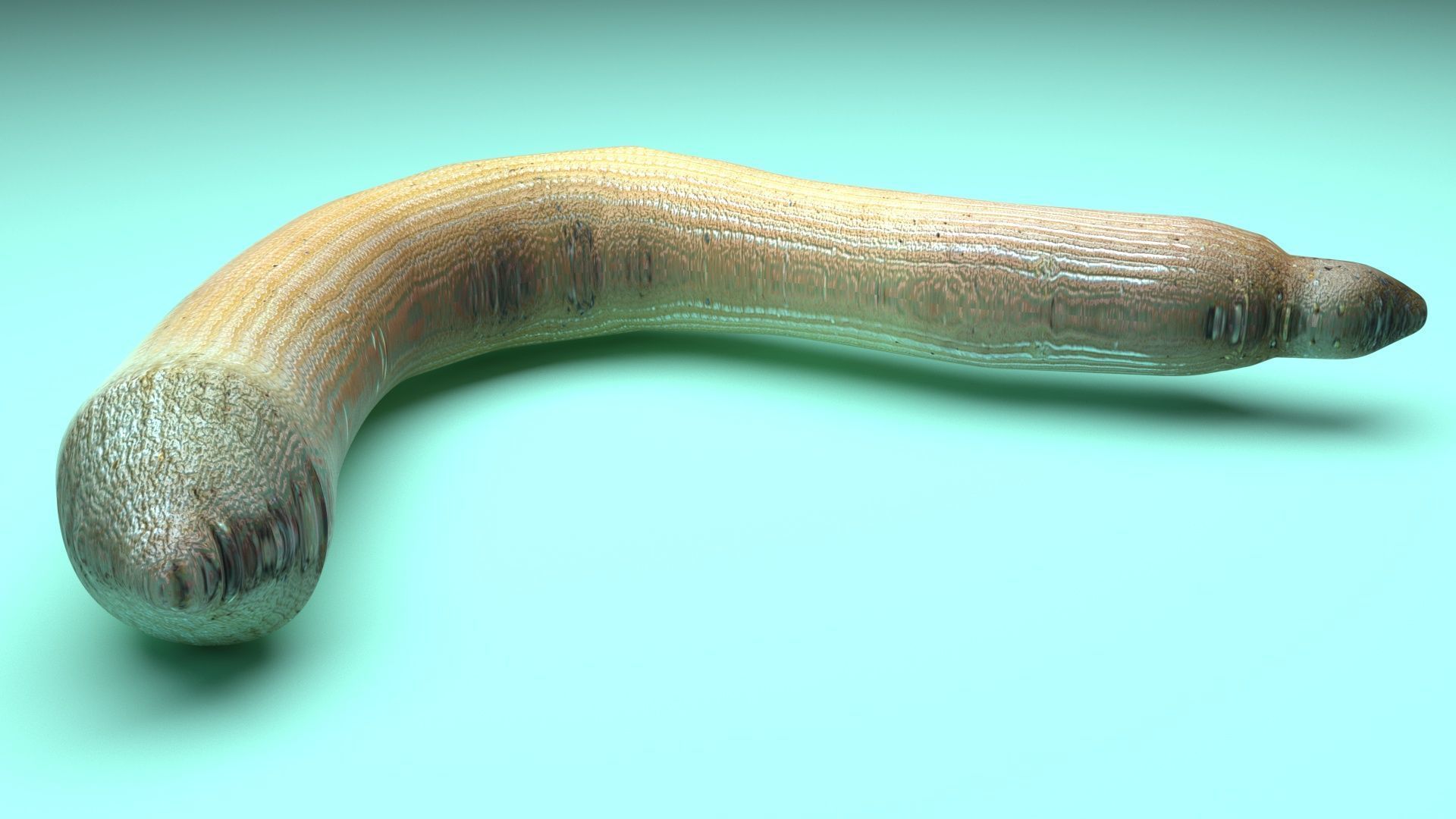Peanut Worm 3D model_7