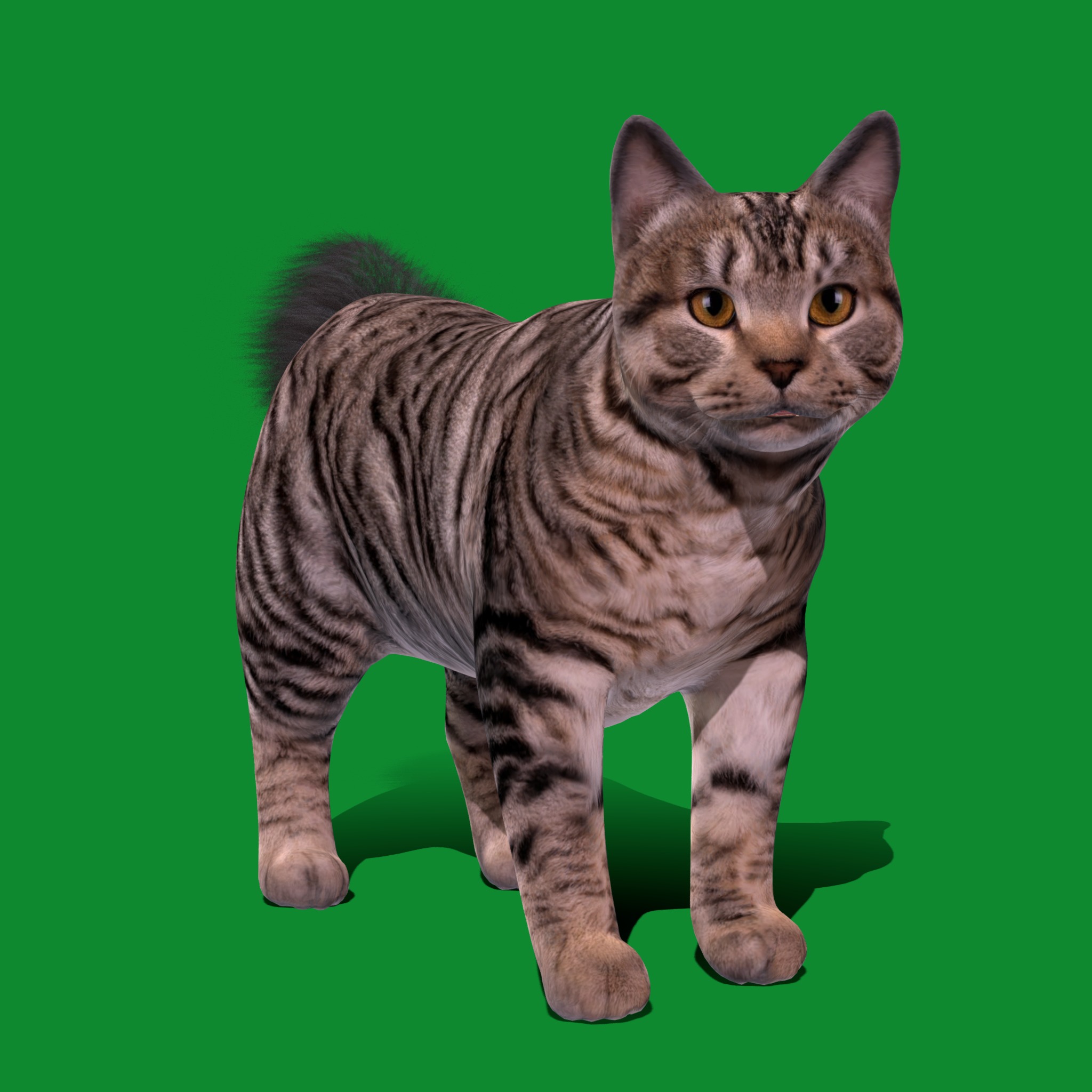 Kurilian Bobtail Cat Low-poly 3D model_18