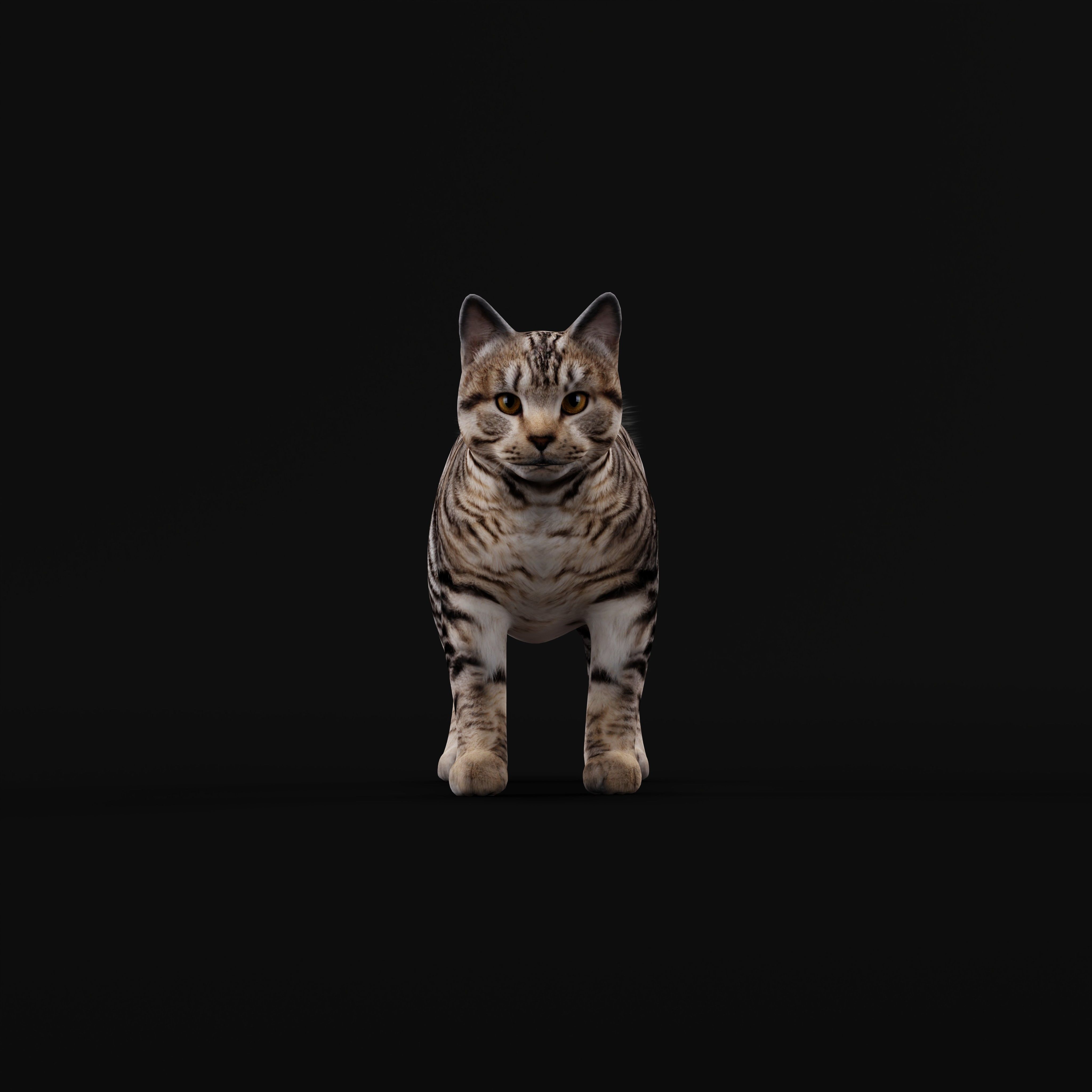 Kurilian Bobtail Cat Low-poly 3D model_32
