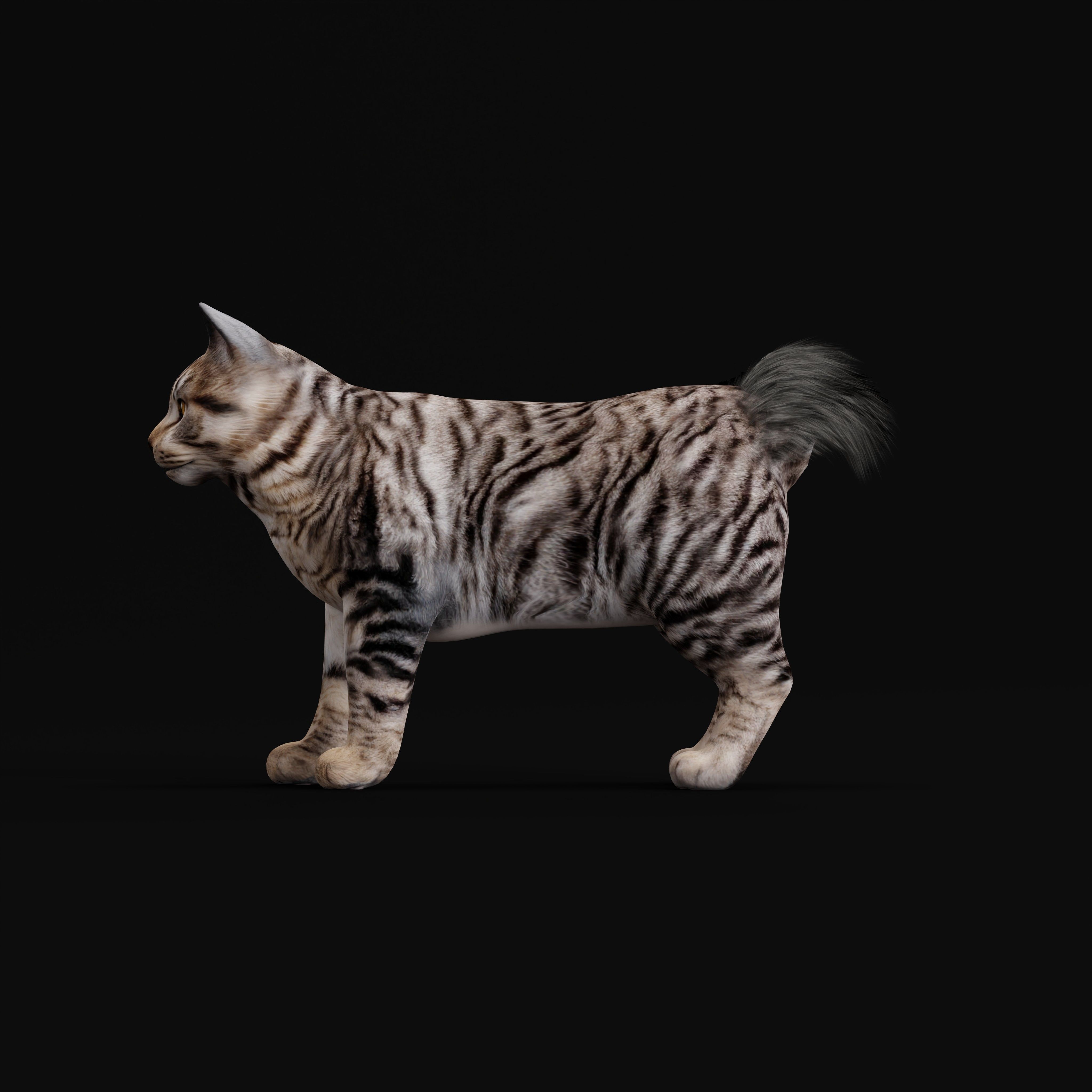 Kurilian Bobtail Cat Low-poly 3D model_35