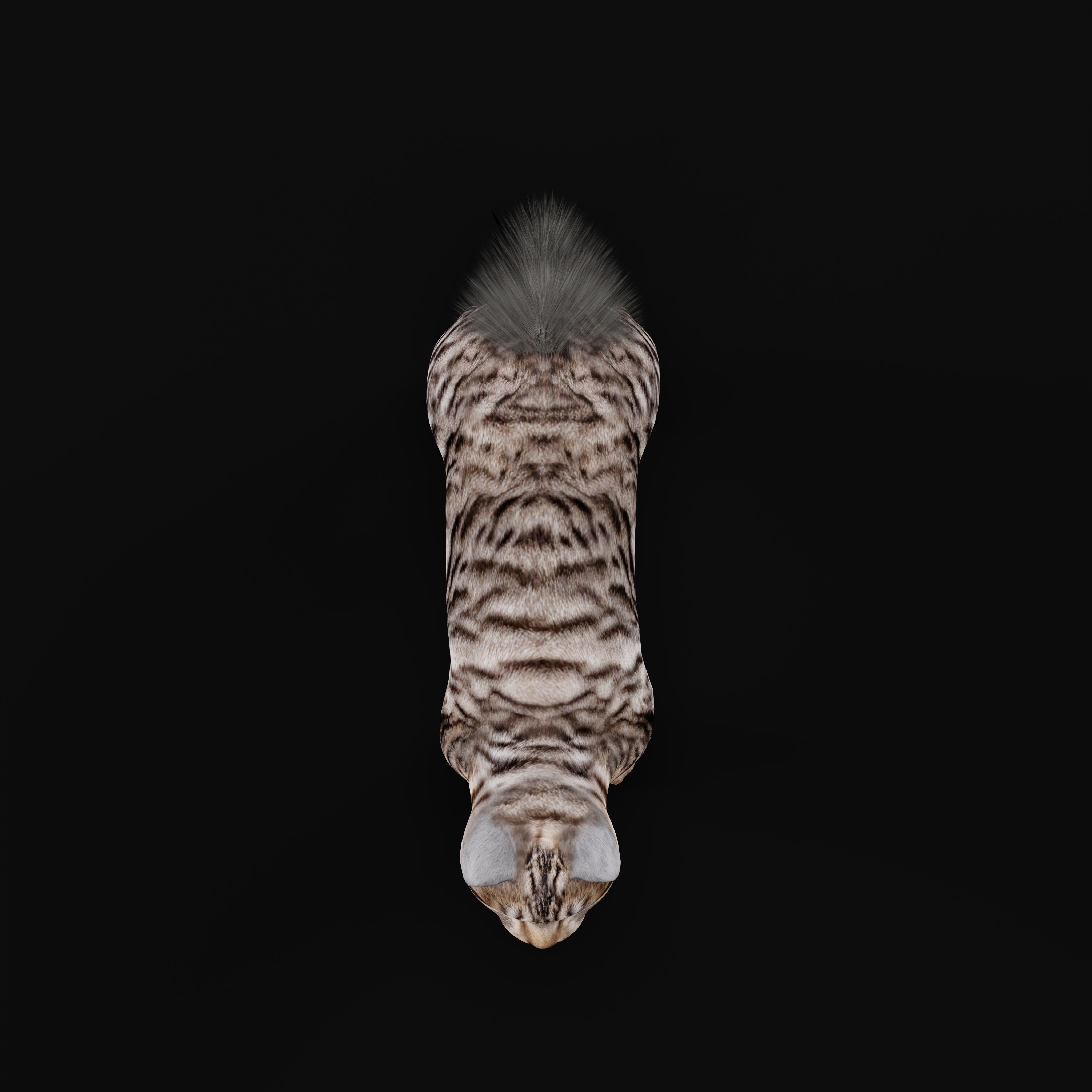 Kurilian Bobtail Cat Low-poly 3D model_33