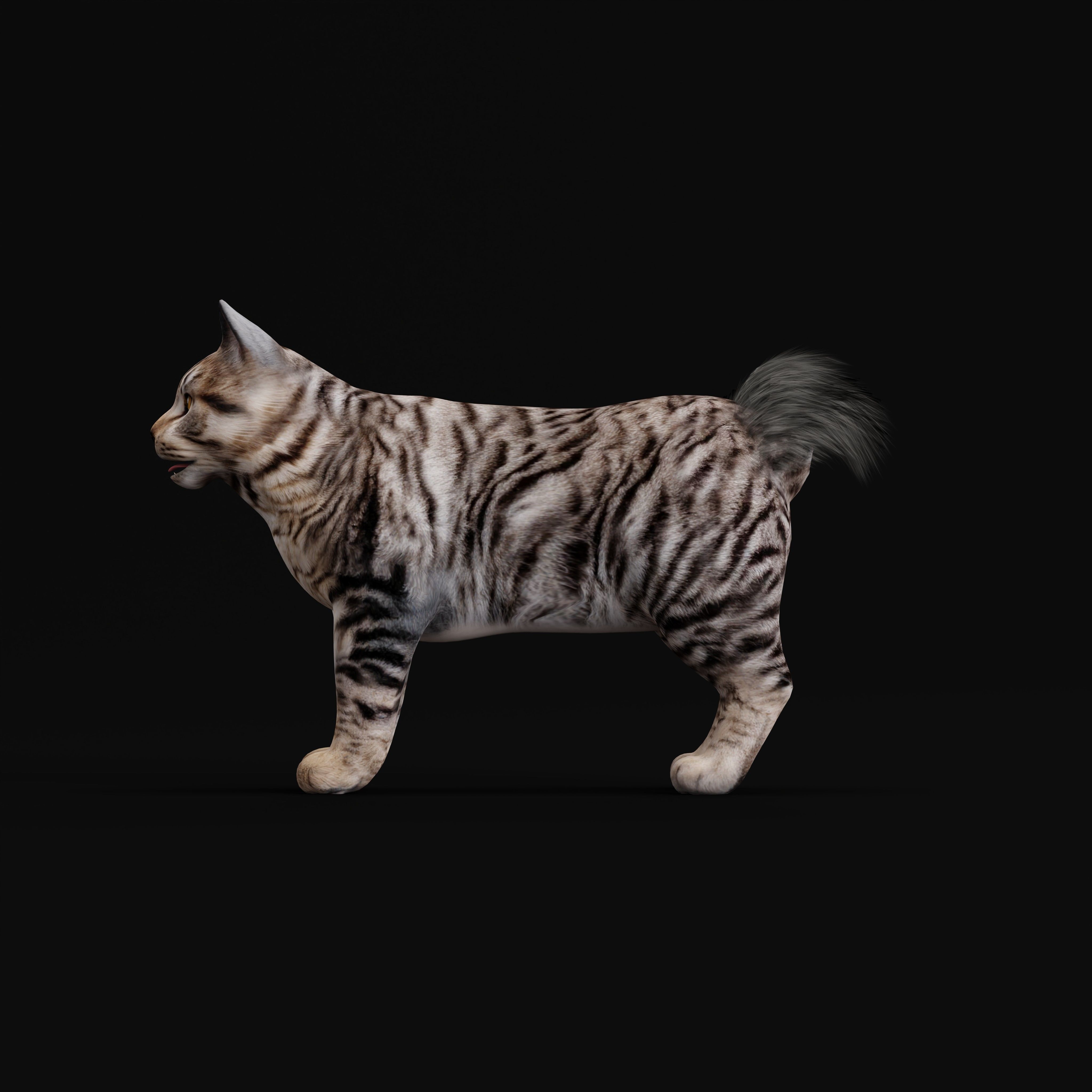 Kurilian Bobtail Cat Low-poly 3D model_31