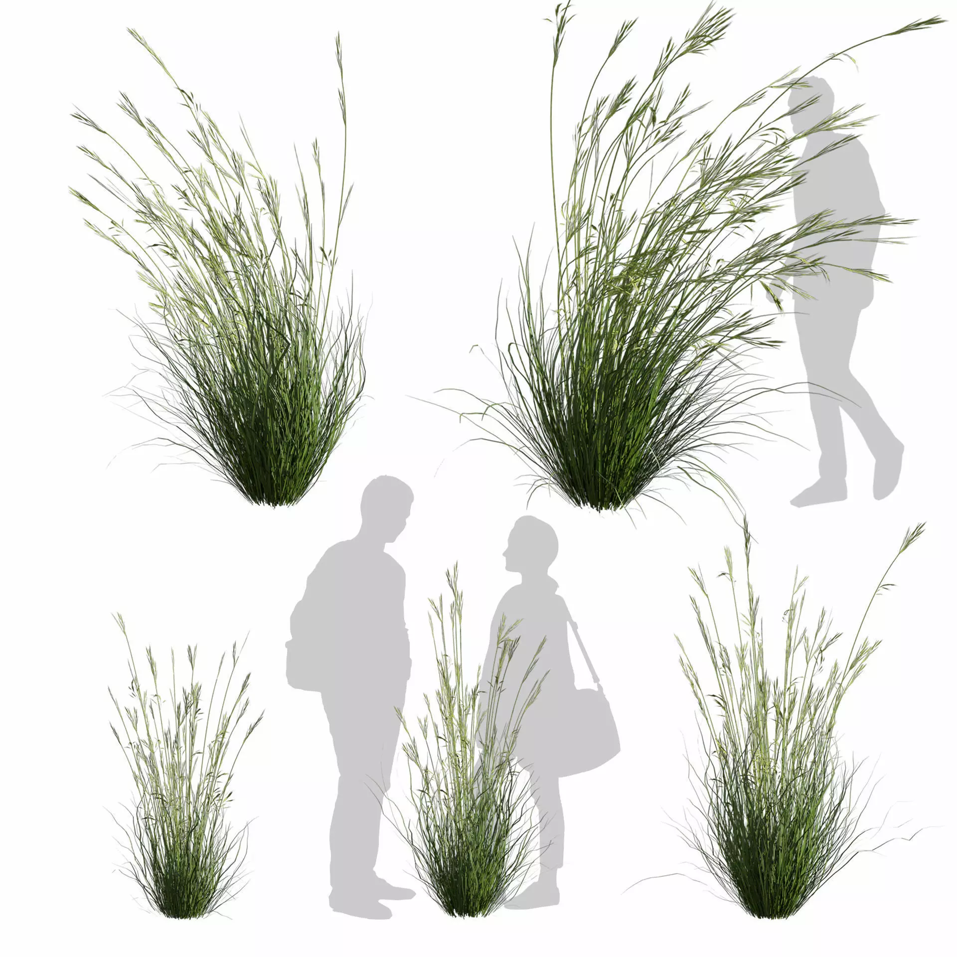 Collection plant vol 599 - Dichelachne - Crinita - Grass 3D model