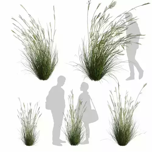 Collection plant vol 599 - Dichelachne - Crinita - Grass  3D model