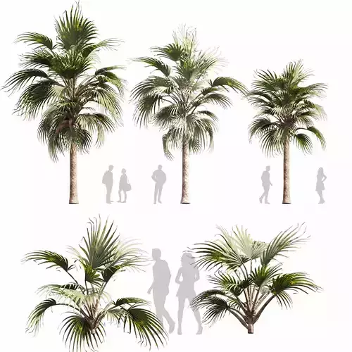 Collection plant vol 601 - Bismarckia - Palm - tree