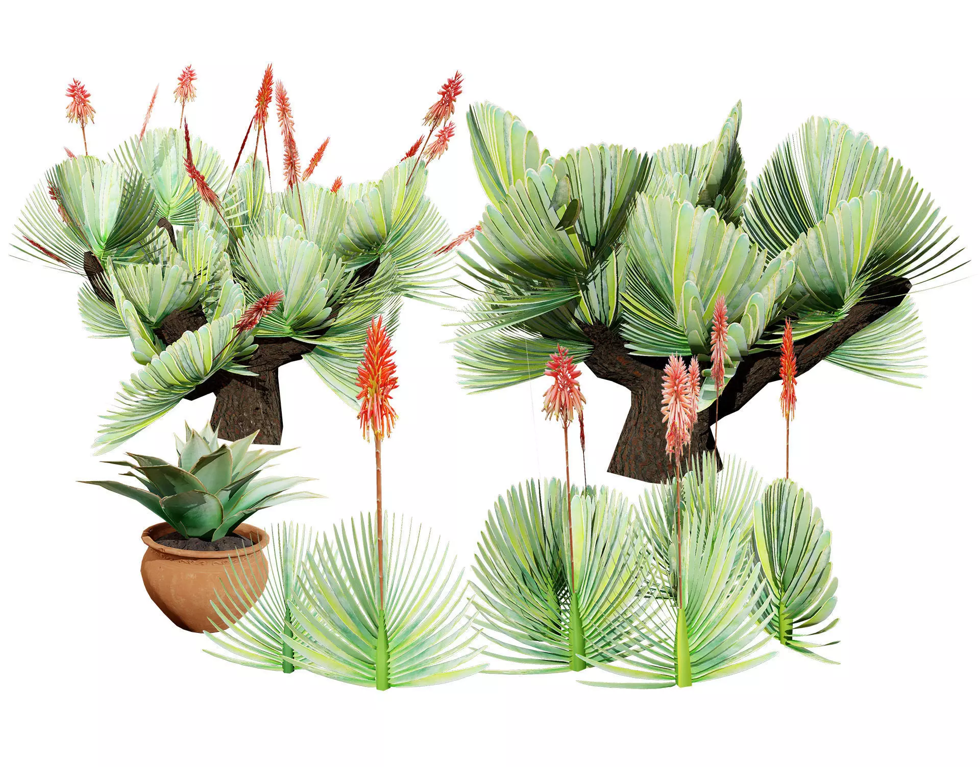 Fan and Coral Aloe Pack Low-poly 3D model