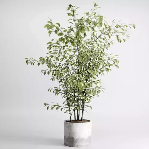 Tree plant in a concrete dirty vase - indoor plant set 545