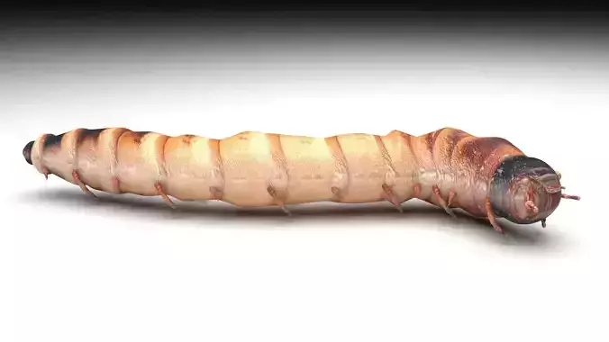 Zophobas Morio Worm 3D model