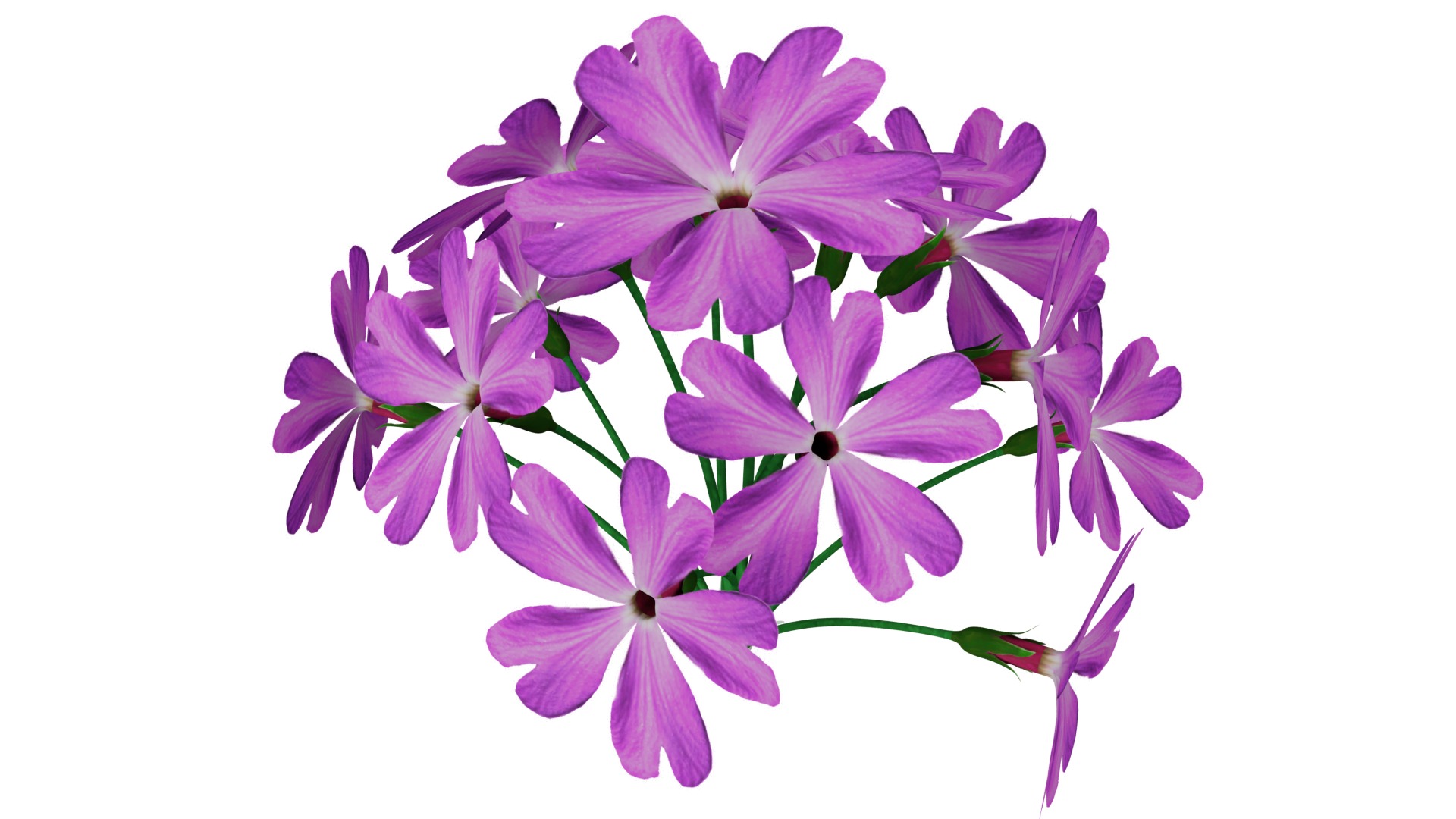 Violet Flower 3D model_7