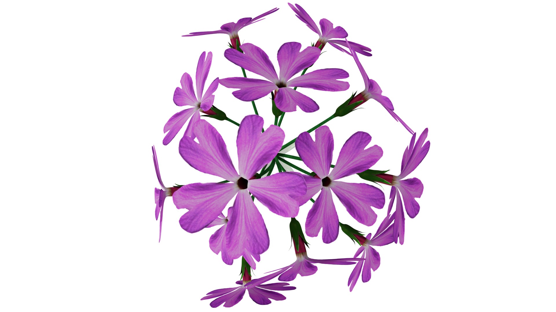 Violet Flower 3D model_6
