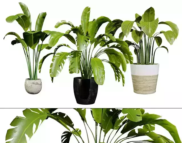 Indoor Potted Banana Plants Low-poly 3D model
