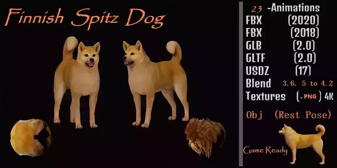 Finnish Spitz Dog