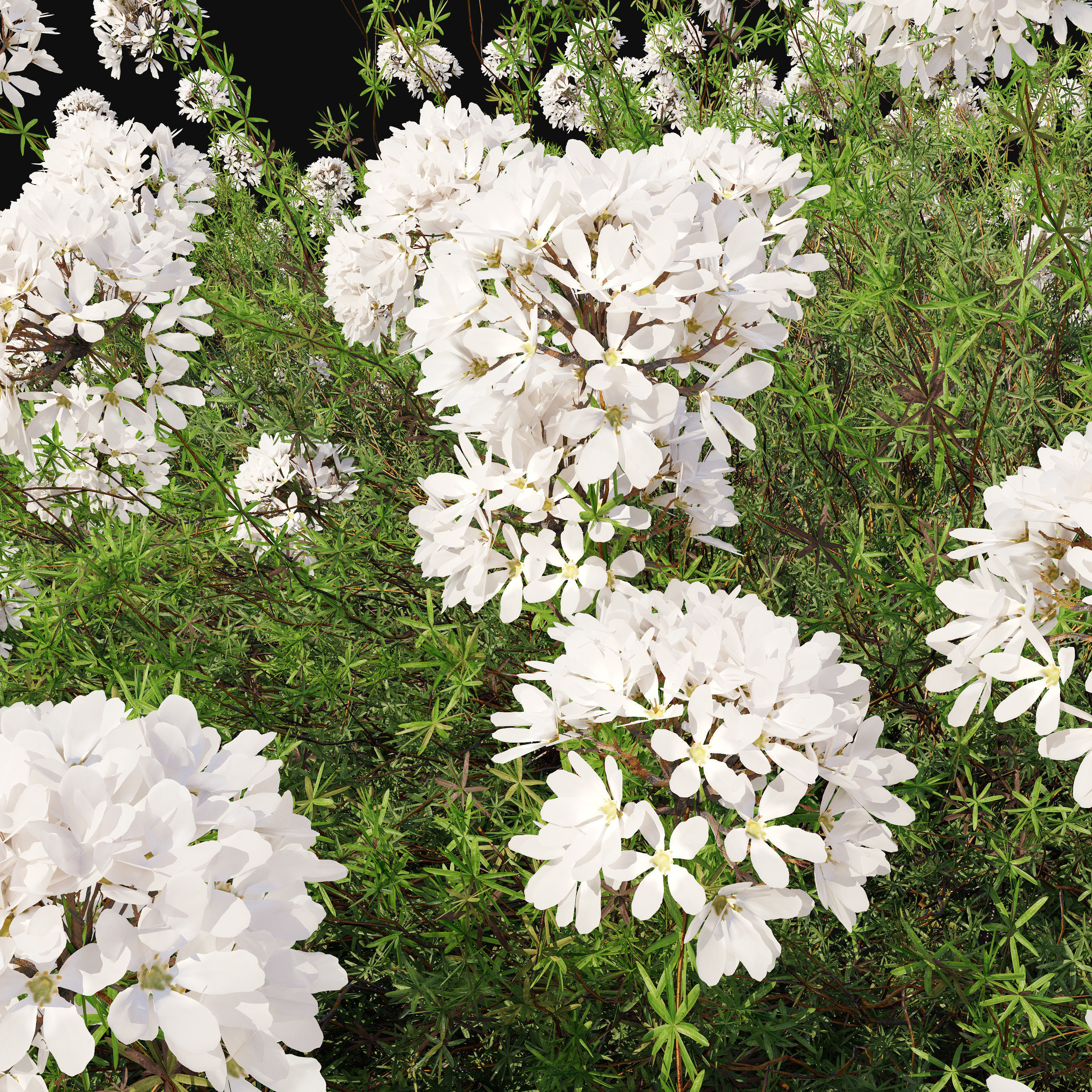 Eriogonum fasciculatum 3D model_2