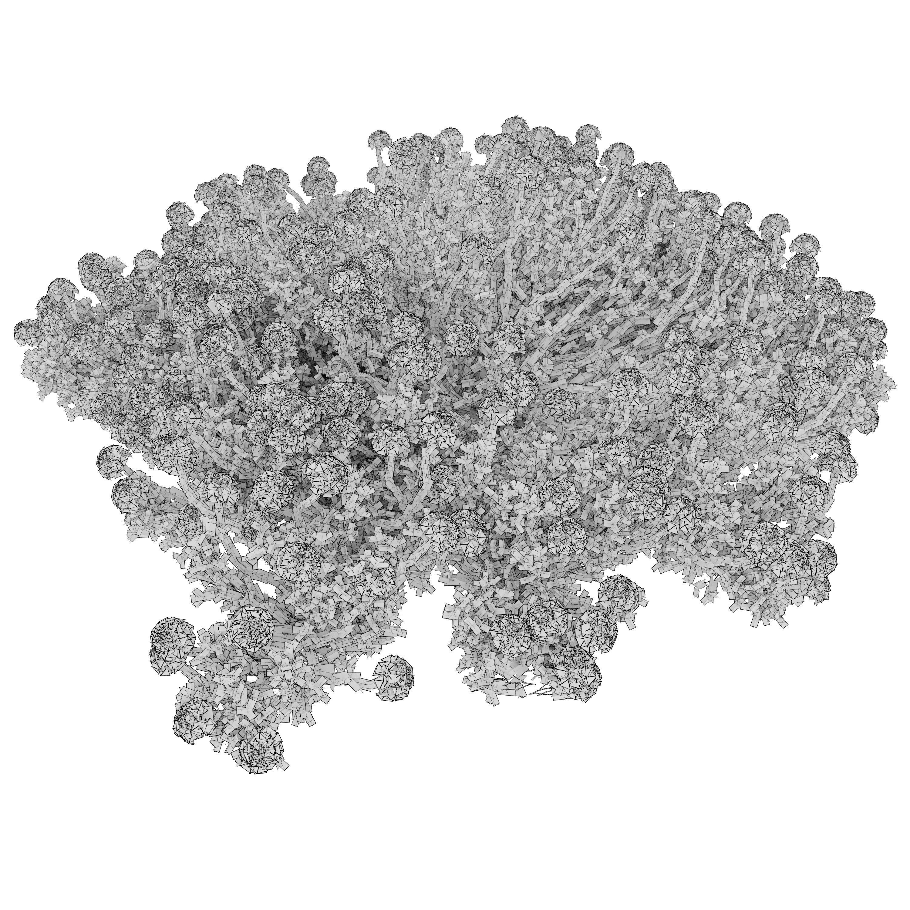 Eriogonum fasciculatum 3D model_3