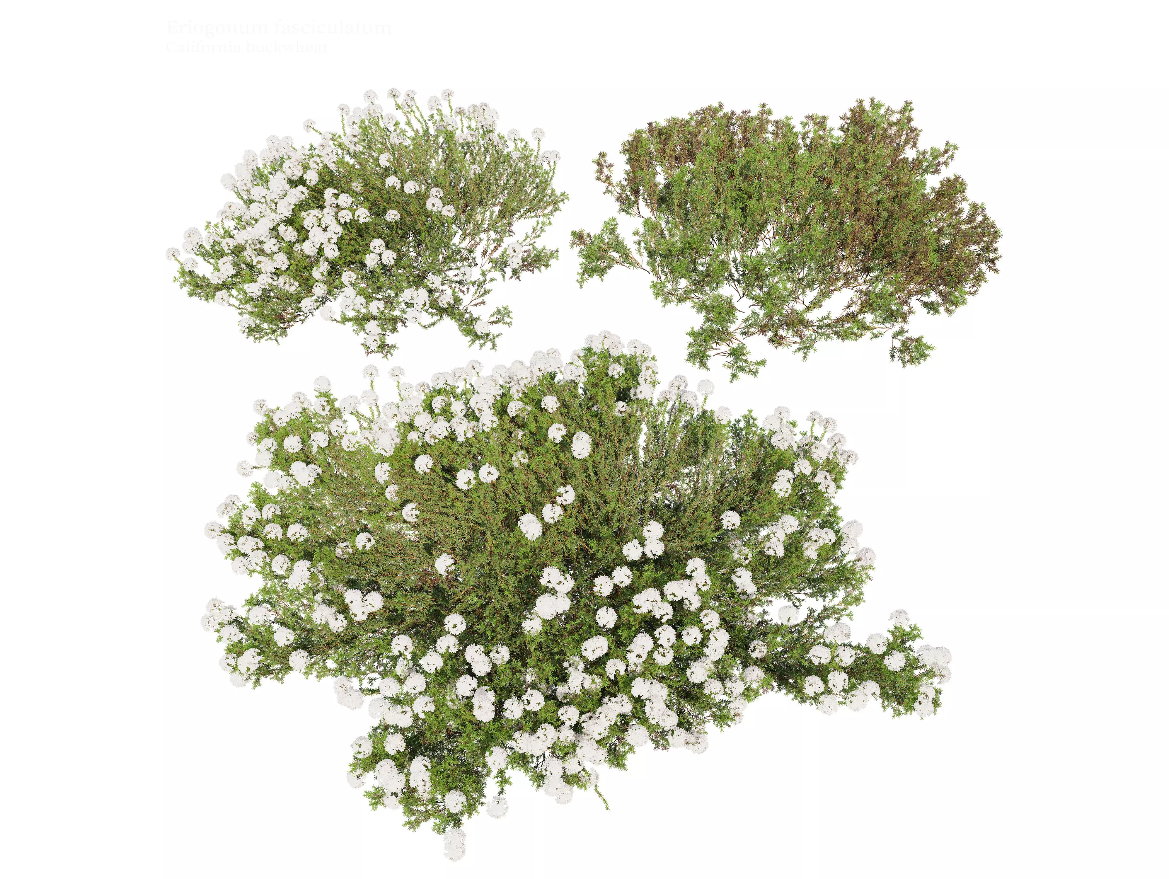 Eriogonum fasciculatum 3D model_0