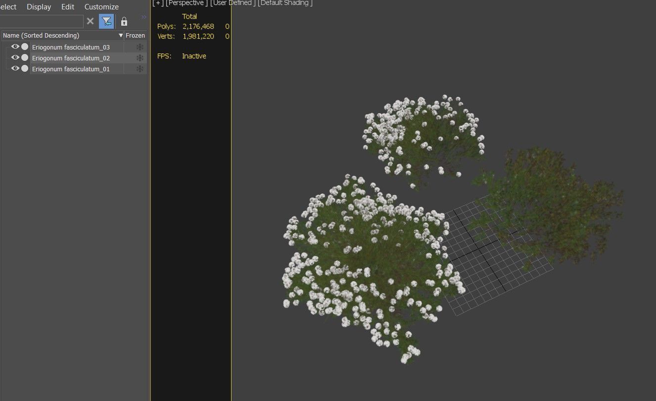 Eriogonum fasciculatum 3D model_4