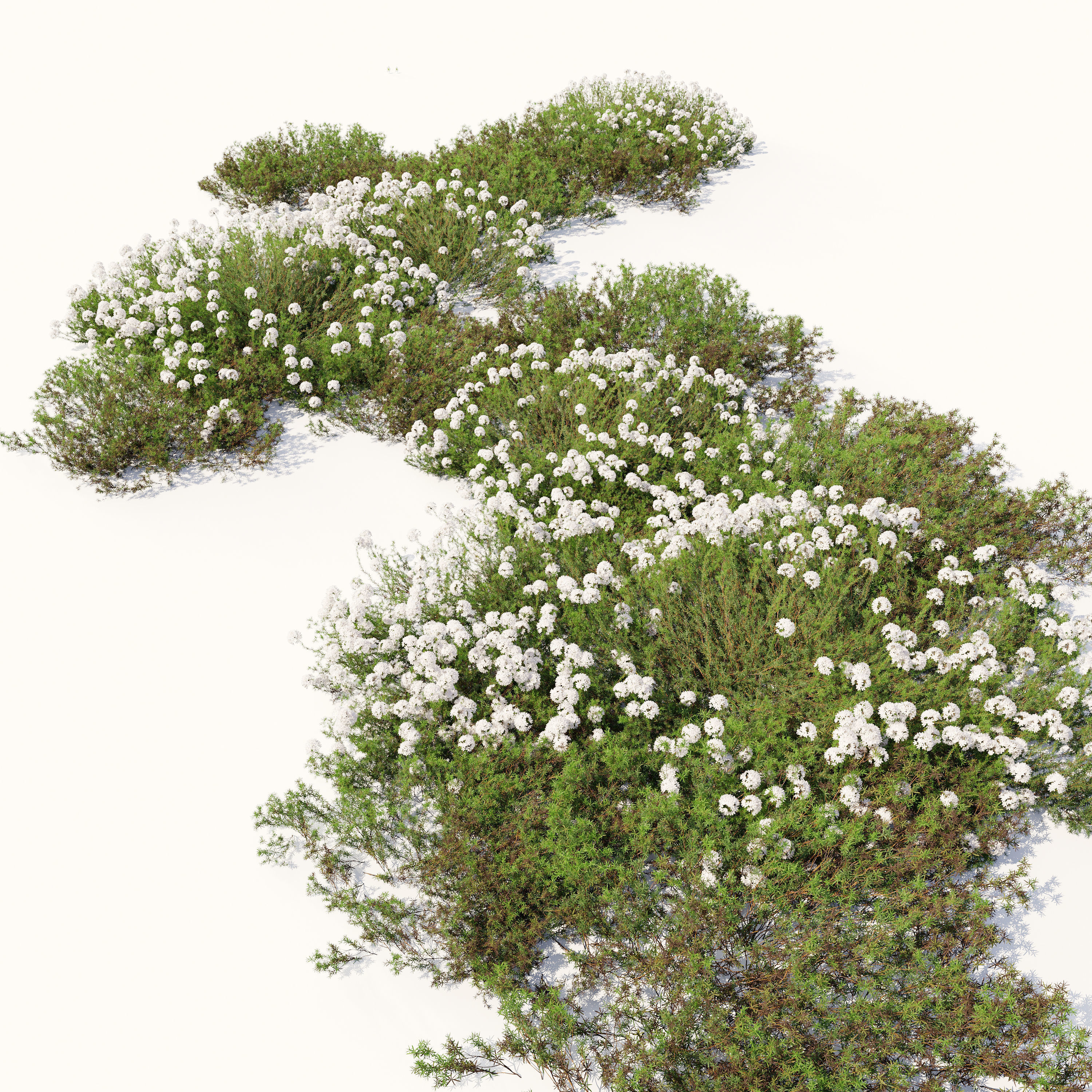 Eriogonum fasciculatum 3D model_1