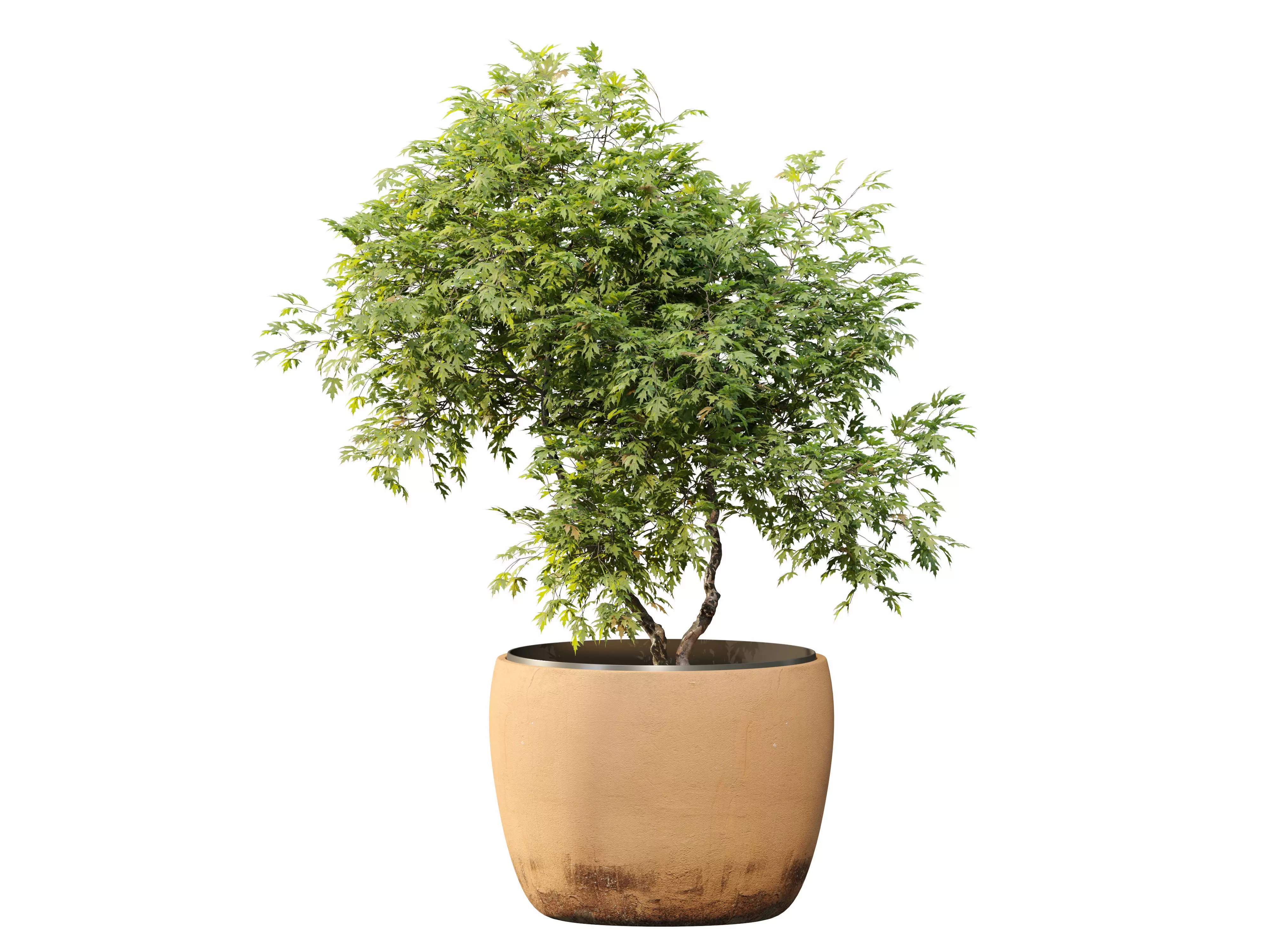 Maple planter 3D model_0