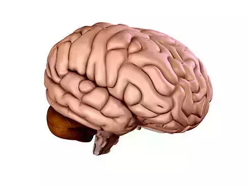 Brain human 3D model