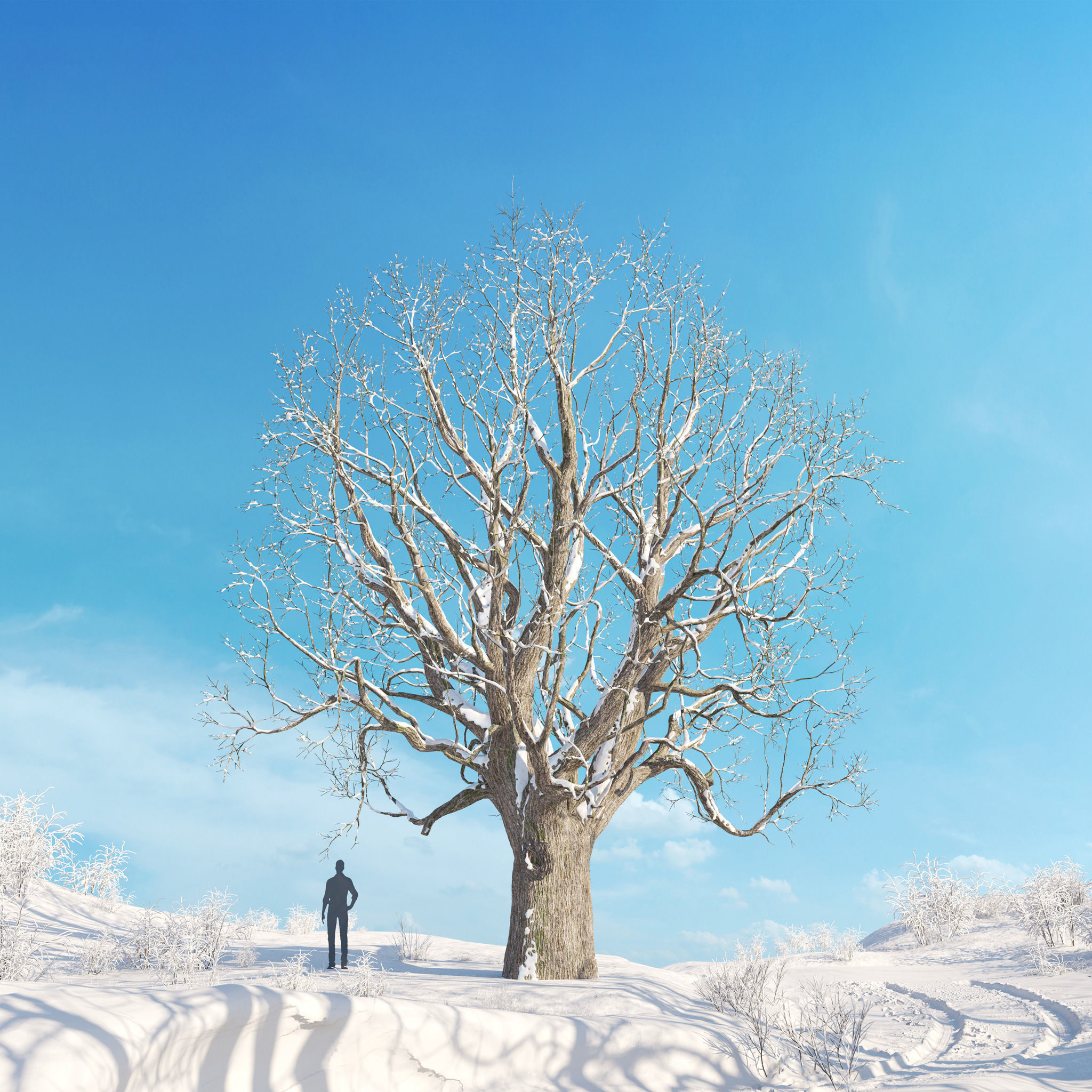 Archmodels vol 278 - collection of winter trees 3D model_9