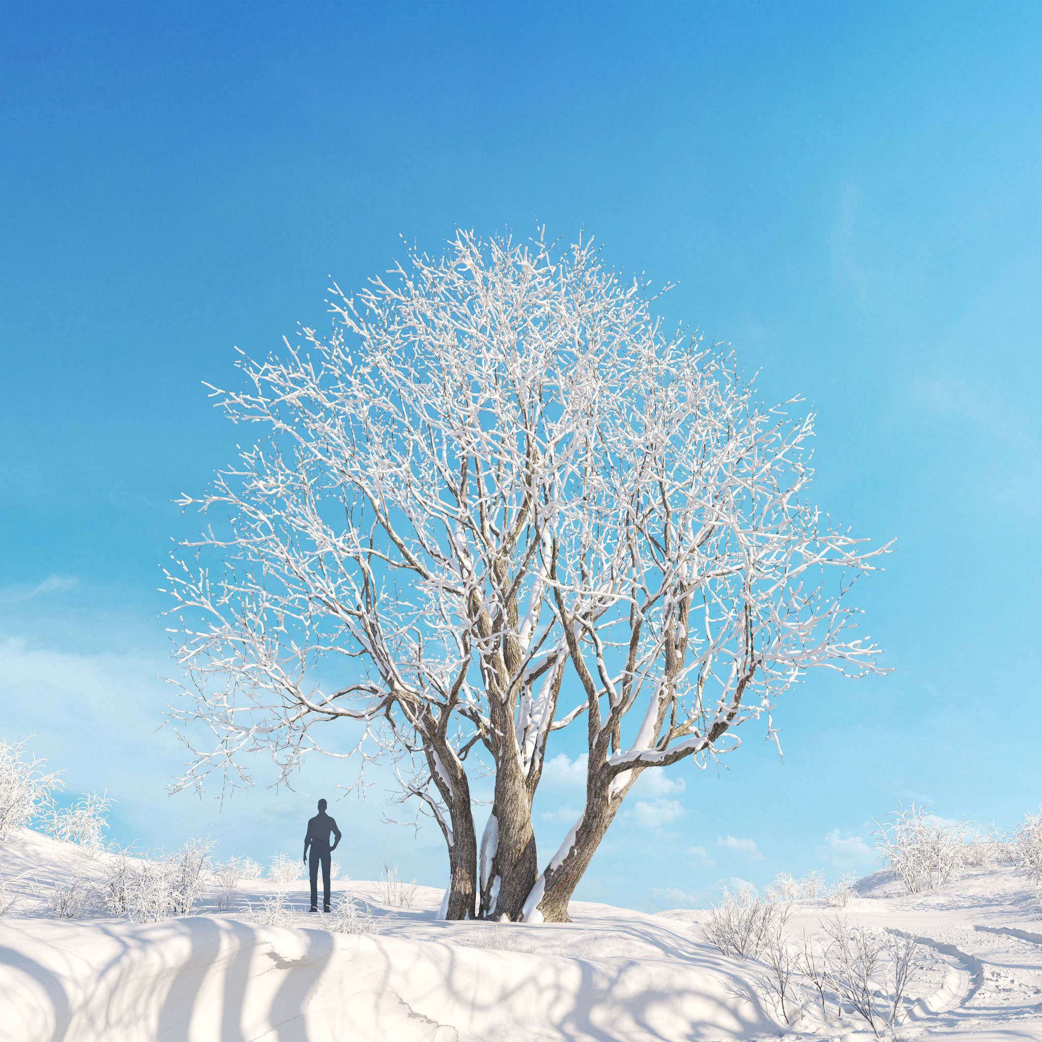 Archmodels vol 278 - collection of winter trees 3D model_12
