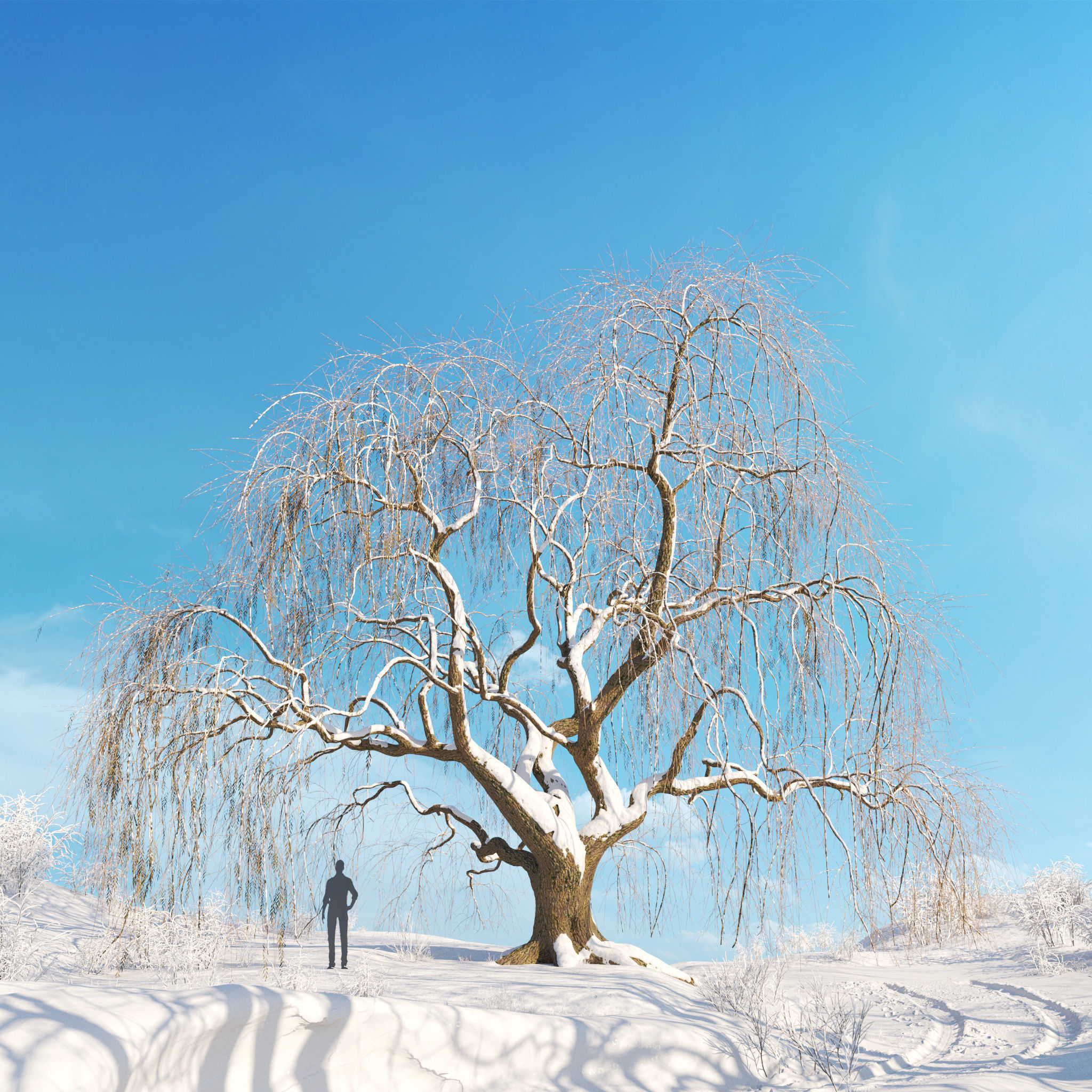 Archmodels vol 278 - collection of winter trees 3D model_20