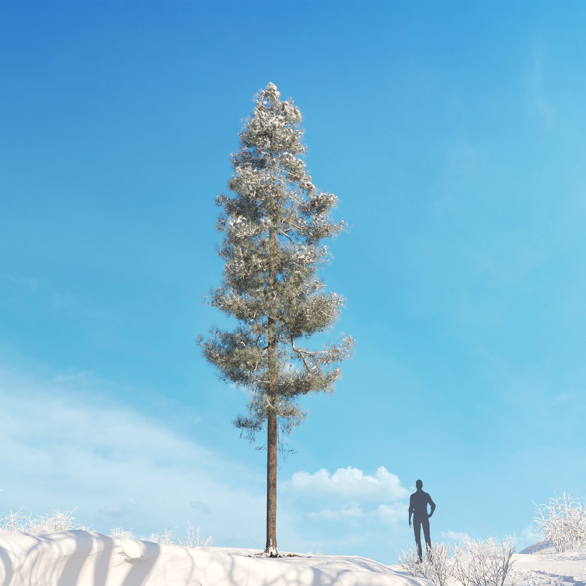Archmodels vol 278 - collection of winter trees 3D model_29