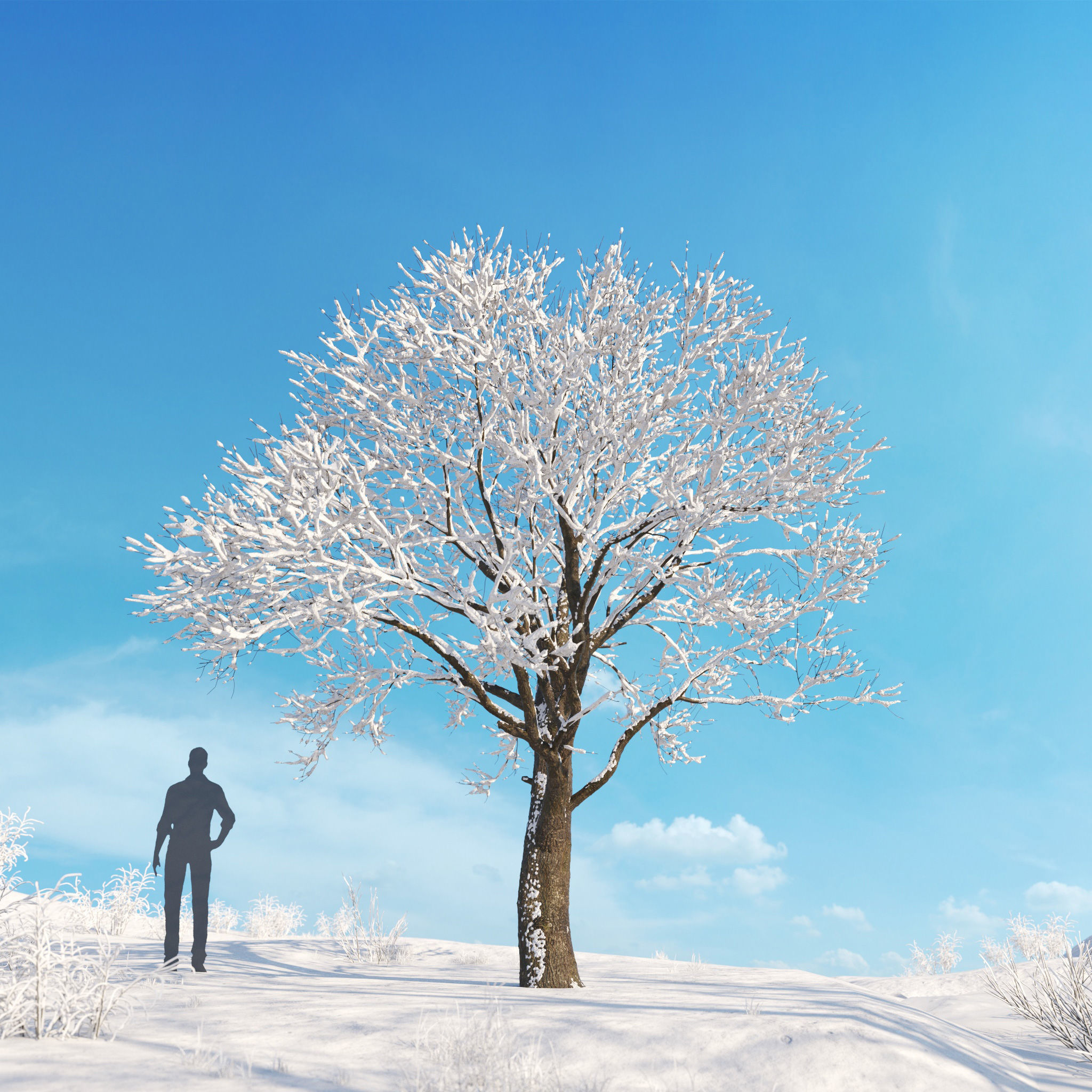 Archmodels vol 278 - collection of winter trees 3D model_13