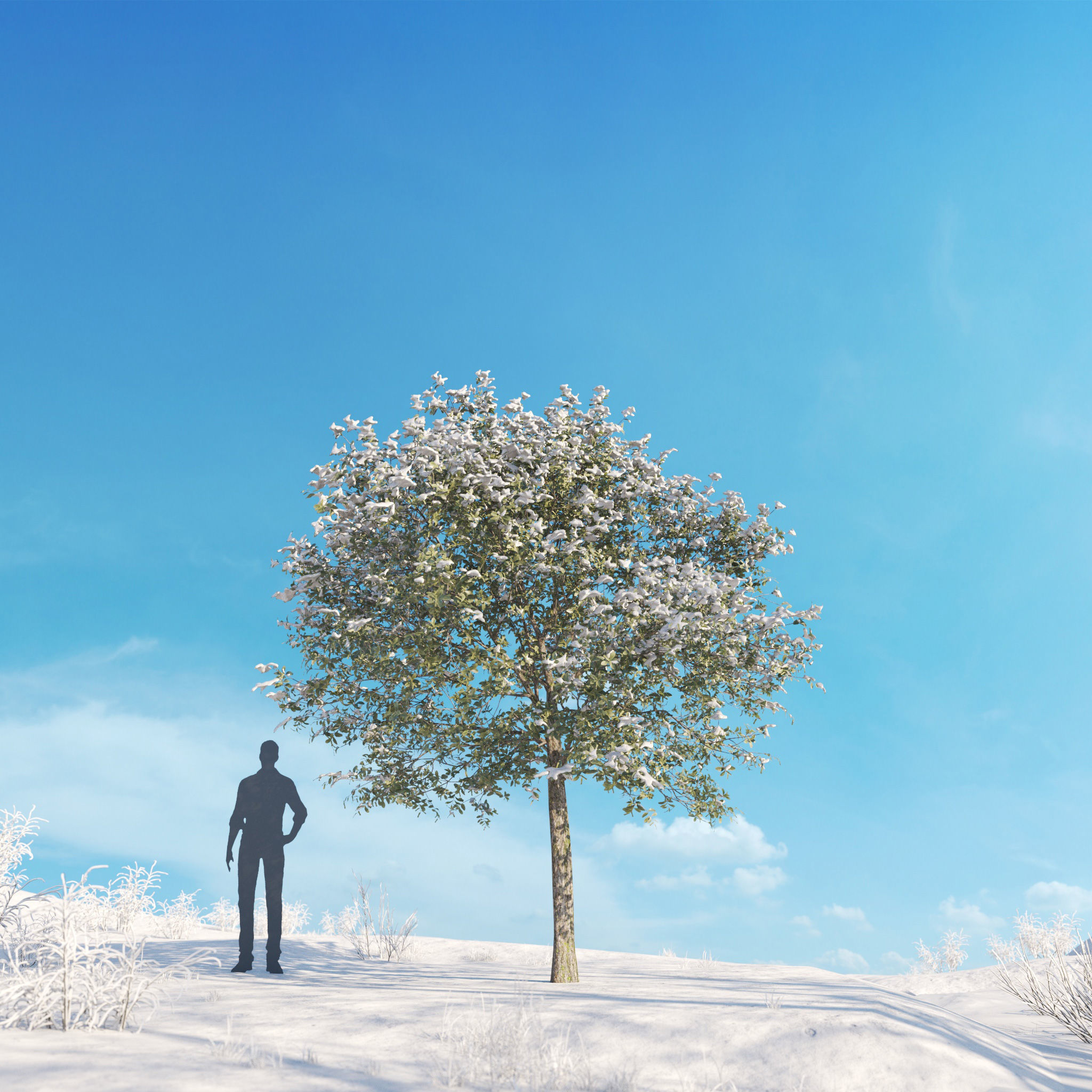 Archmodels vol 278 - collection of winter trees 3D model_53