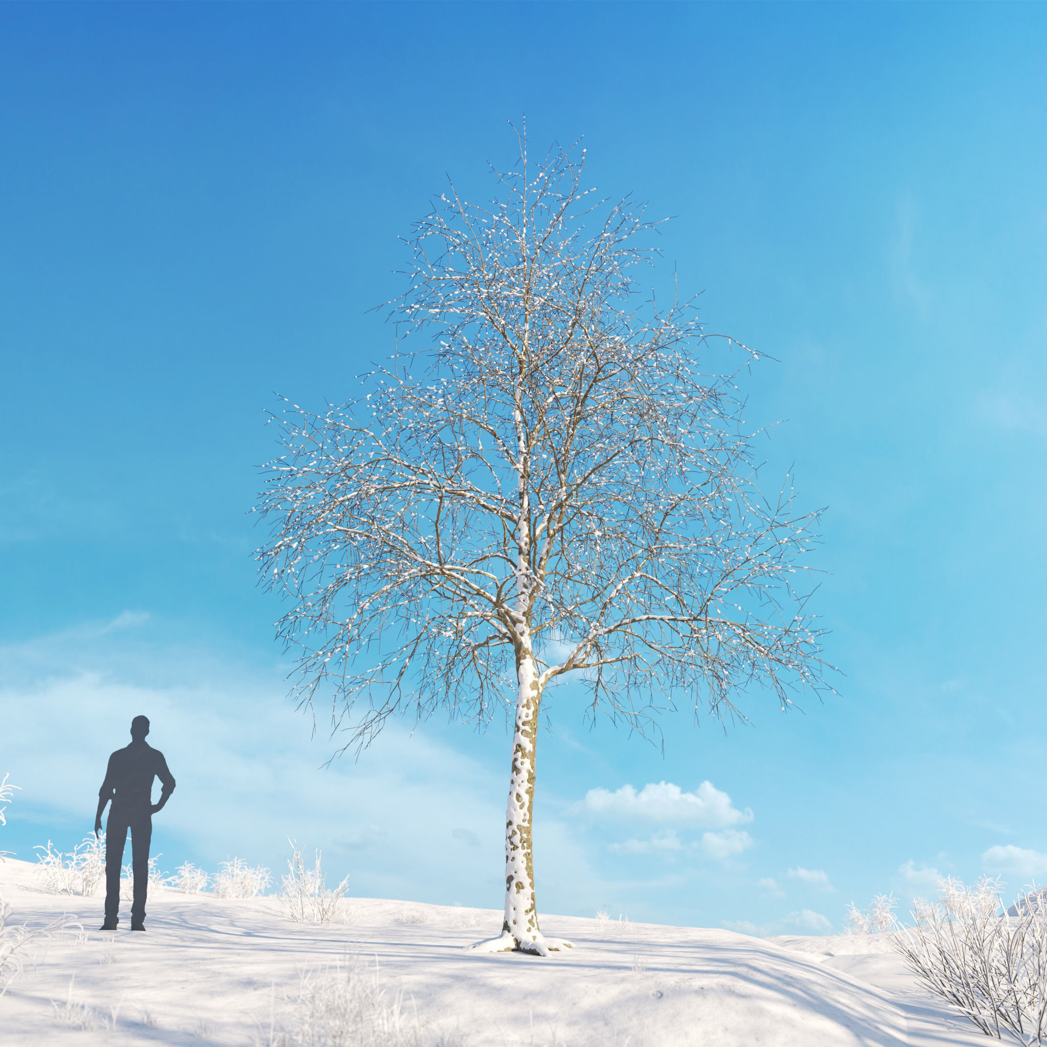 Archmodels vol 278 - collection of winter trees 3D model_50