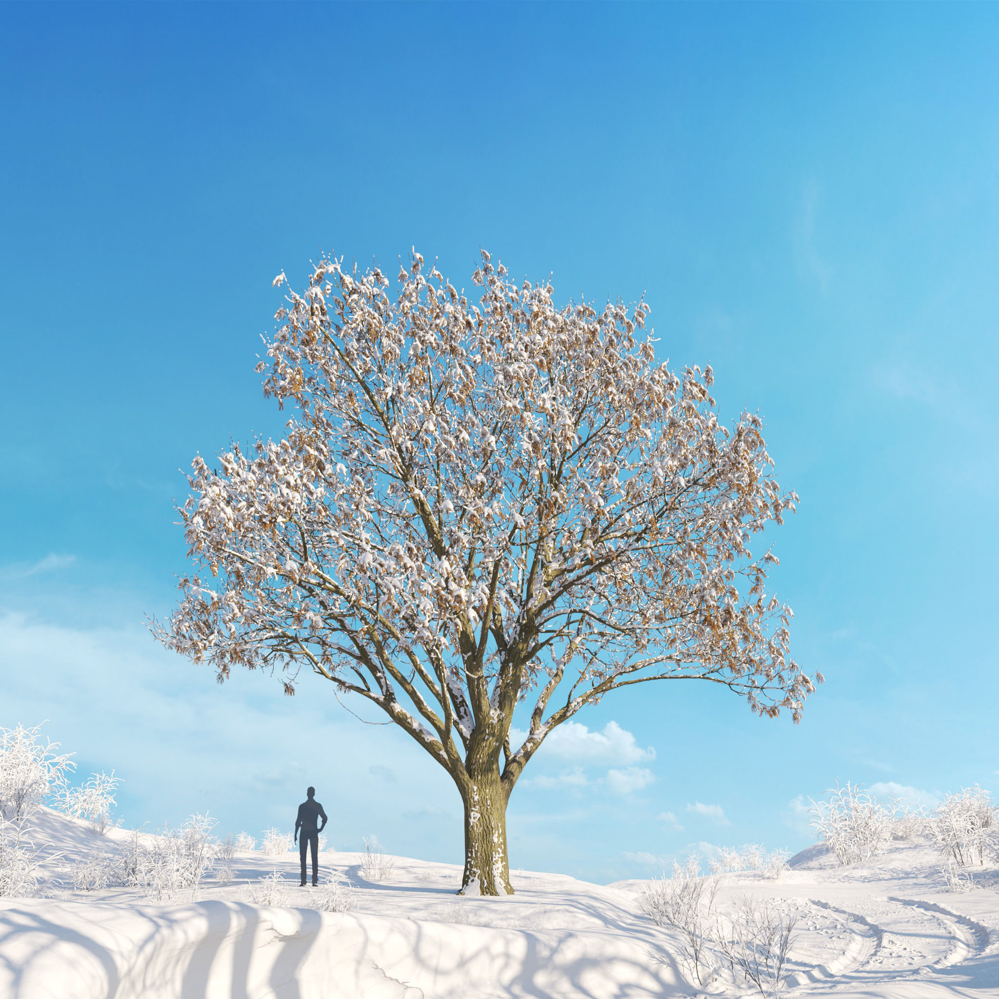Archmodels vol 278 - collection of winter trees 3D model_27