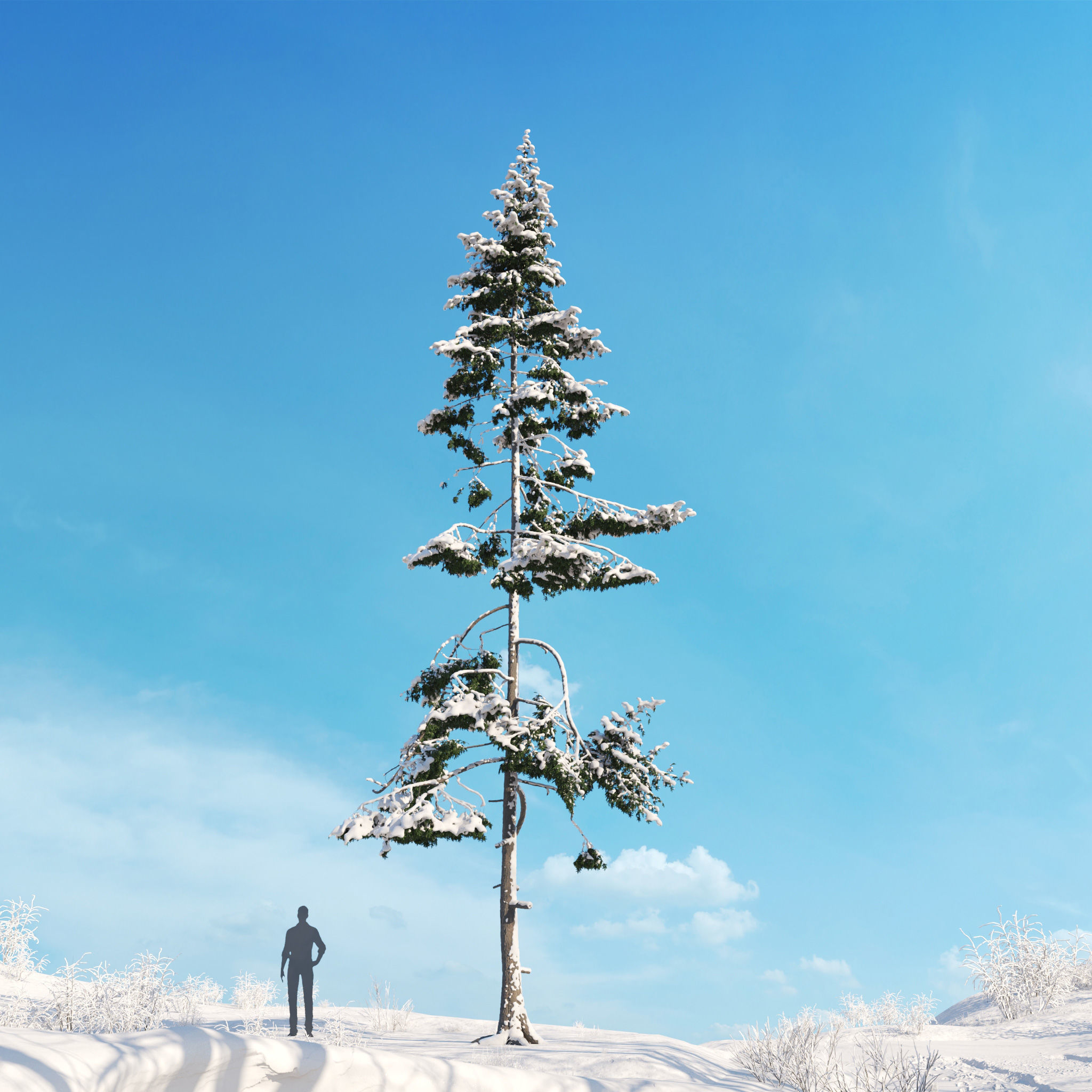 Archmodels vol 278 - collection of winter trees 3D model_41