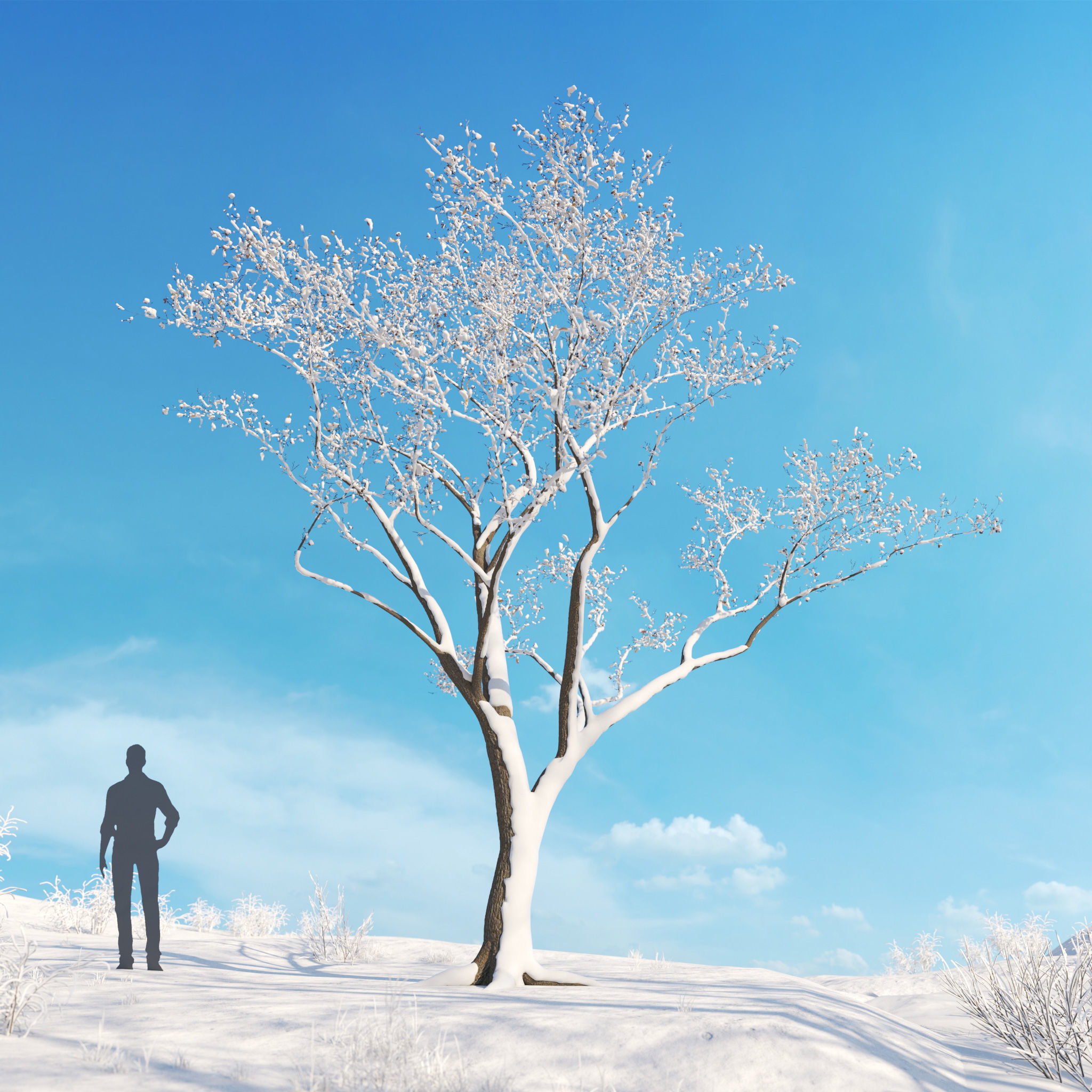 Archmodels vol 278 - collection of winter trees 3D model_24